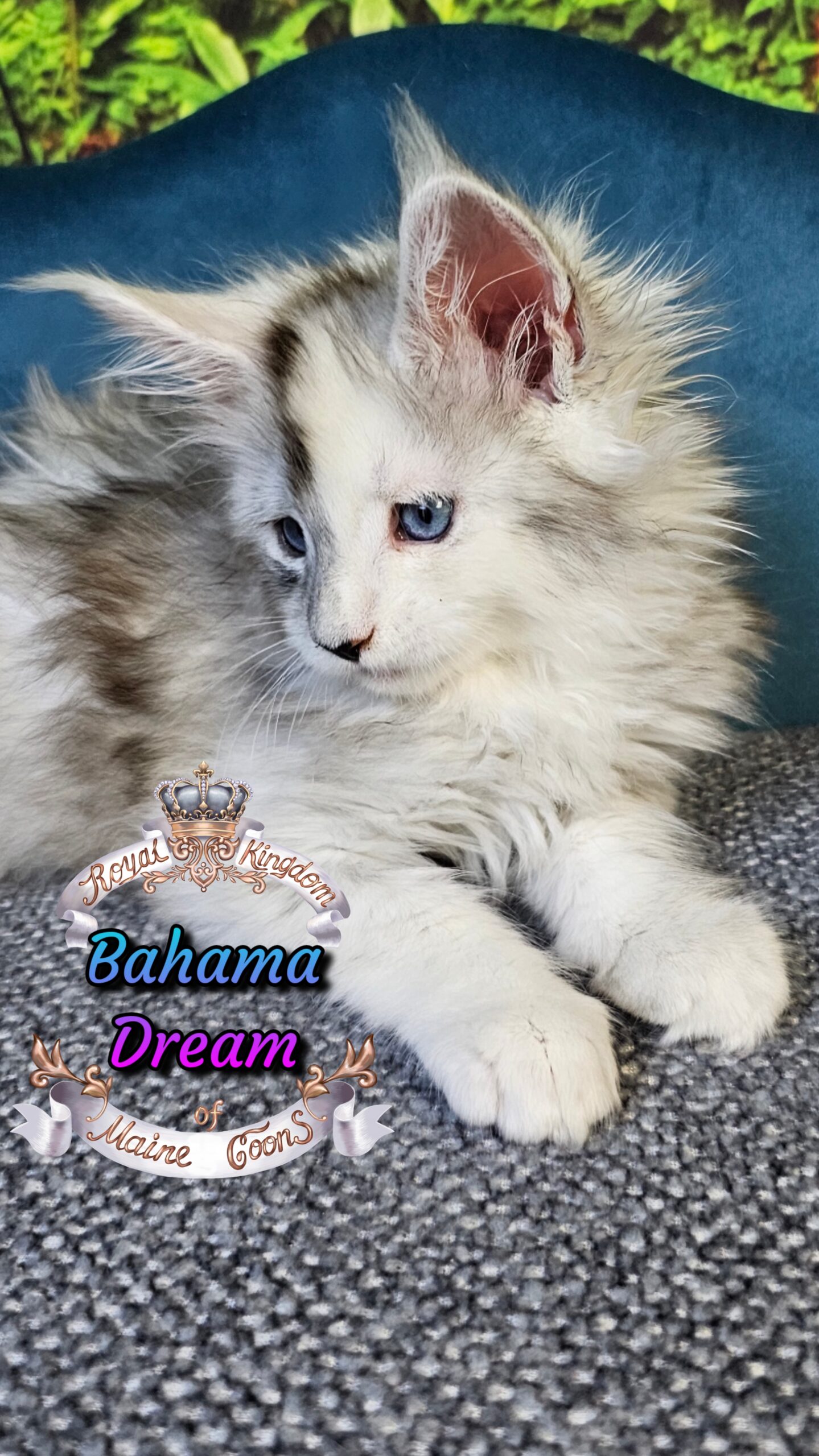 photocollage_202510140565937