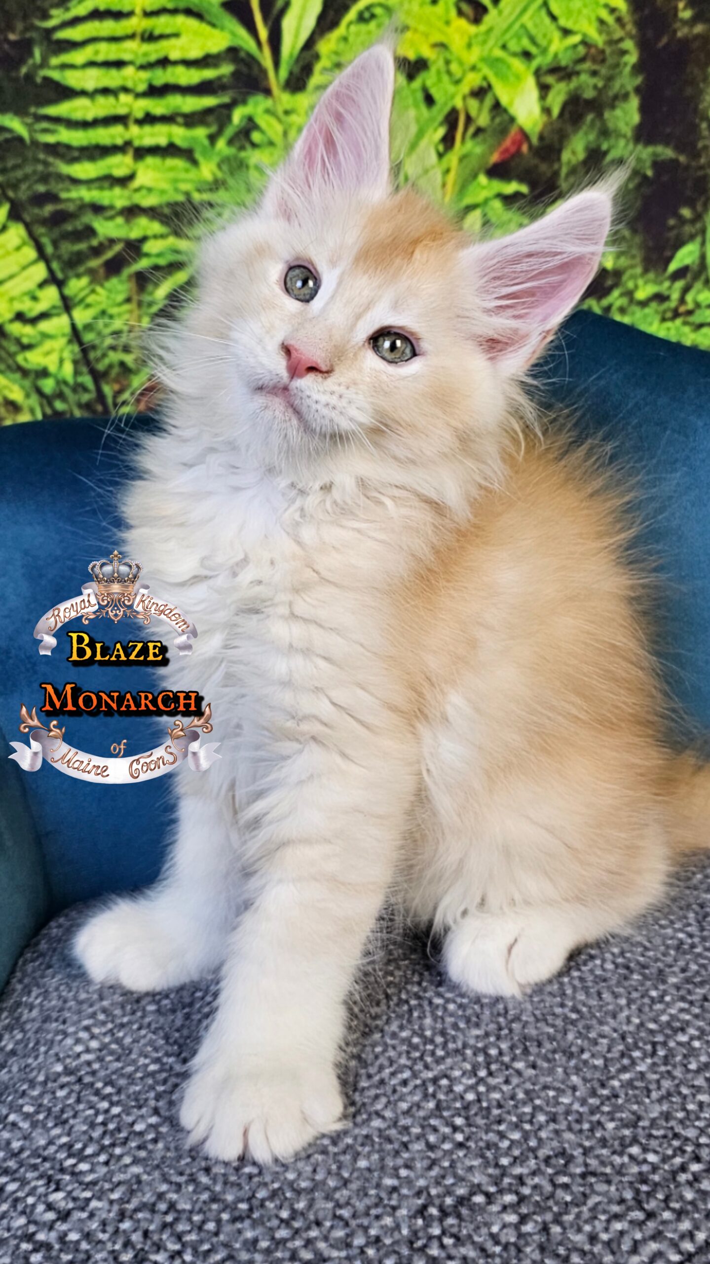 photocollage_20251014057103