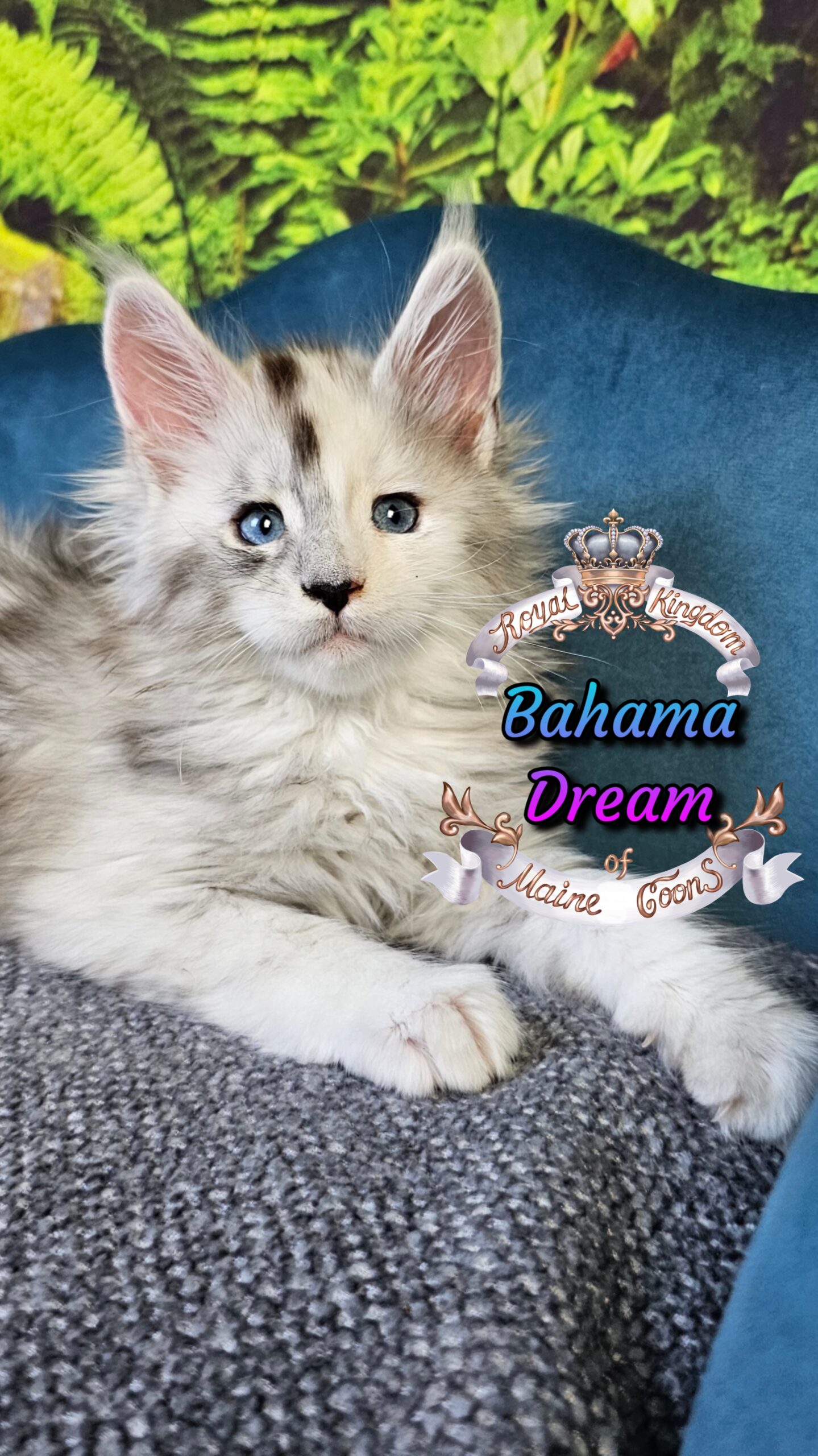 photocollage_2025101405714393