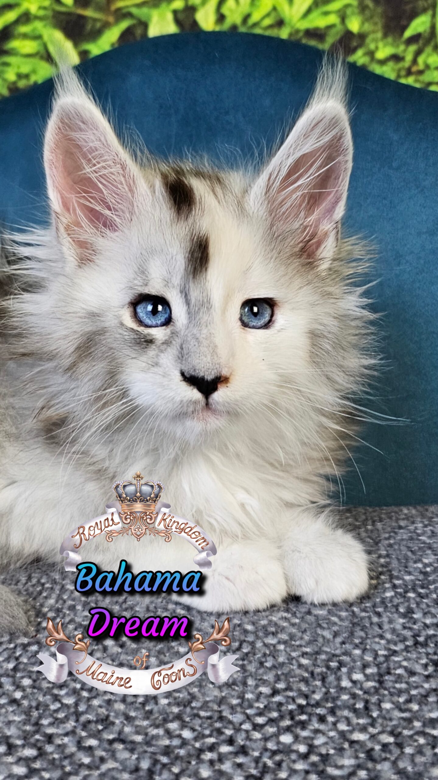 photocollage_2025101405858363