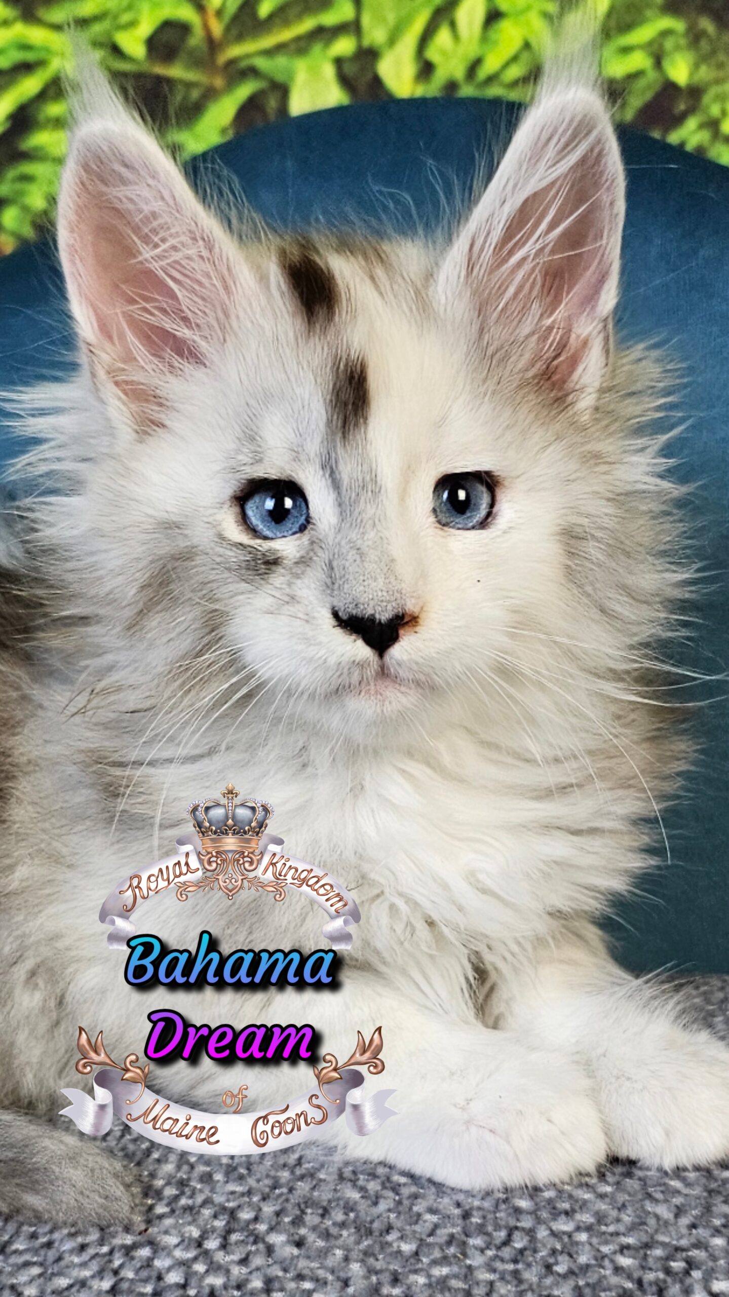 photocollage_2025101405948667