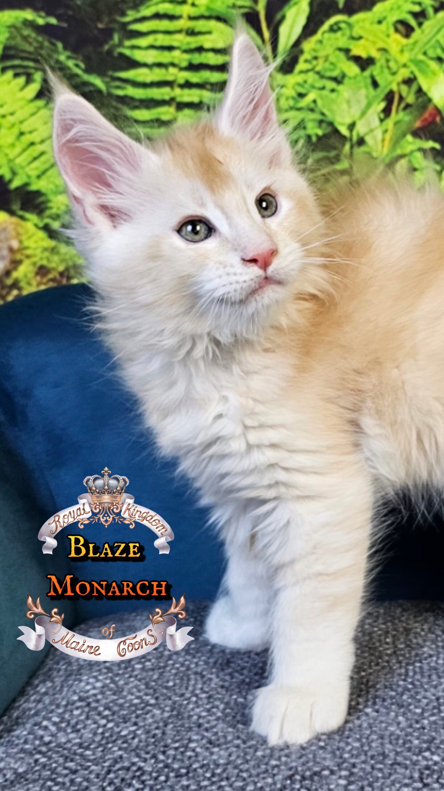 photocollage_202510140715720