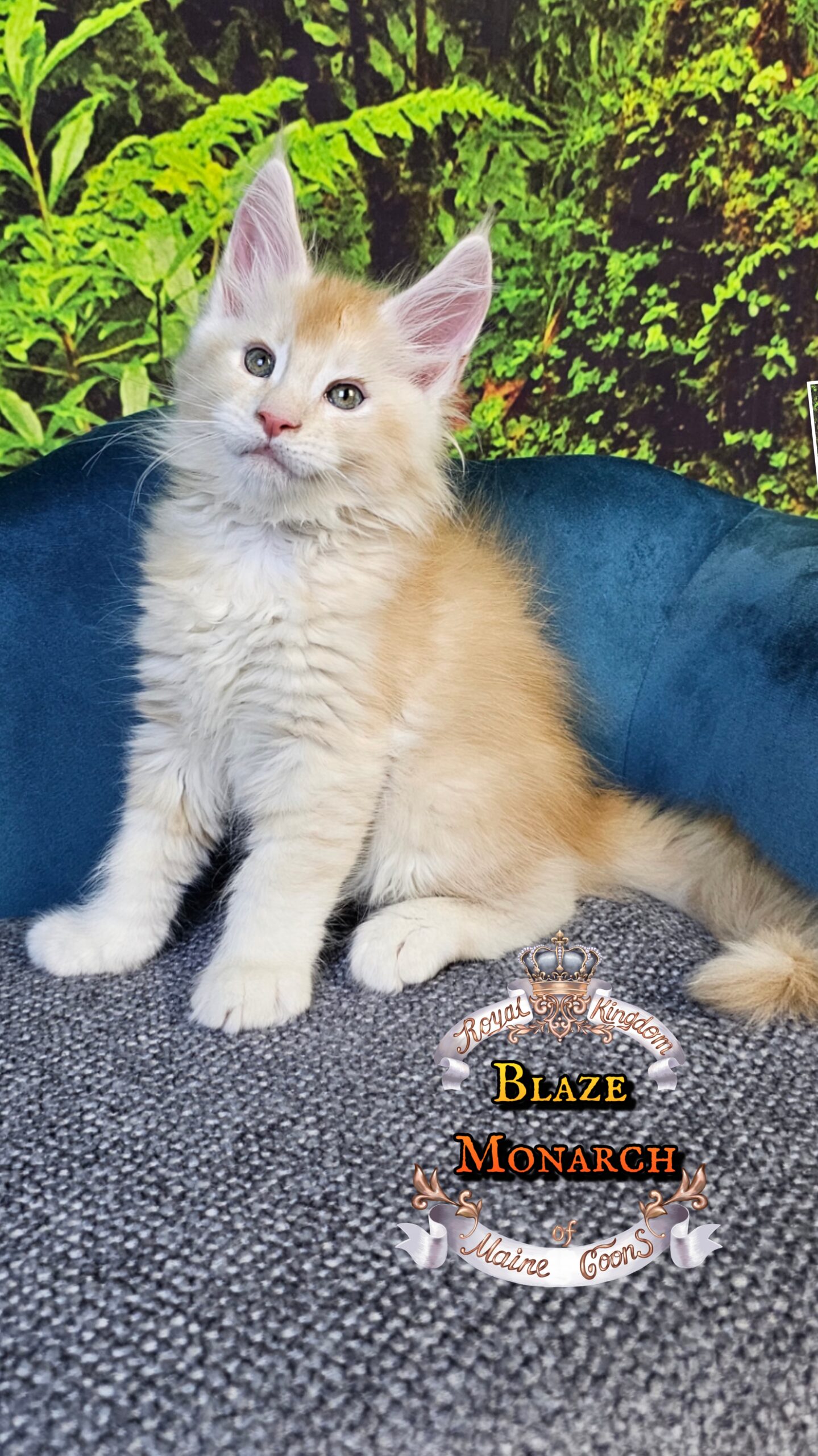 photocollage_202510140738988