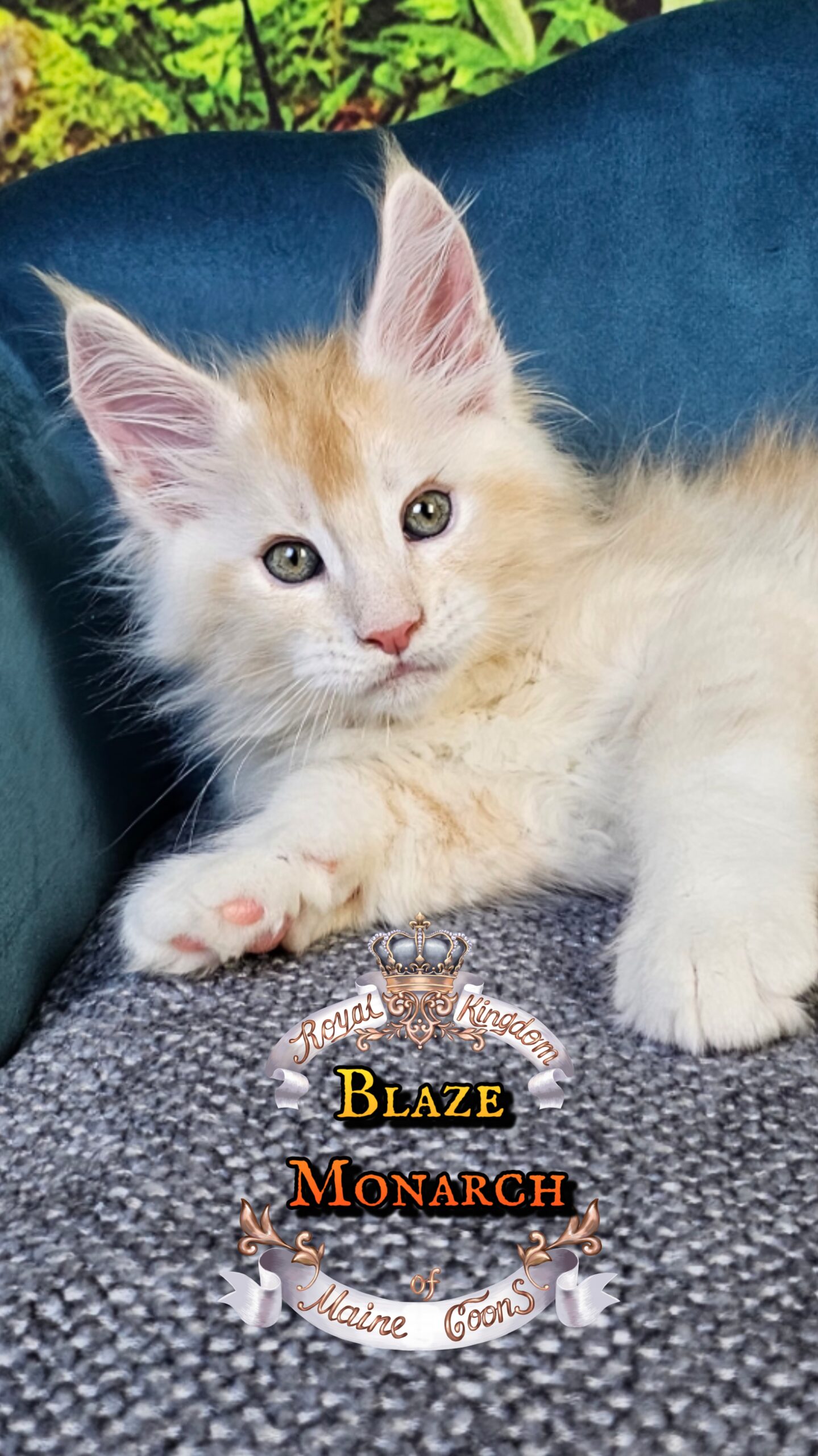 photocollage_20251014095530