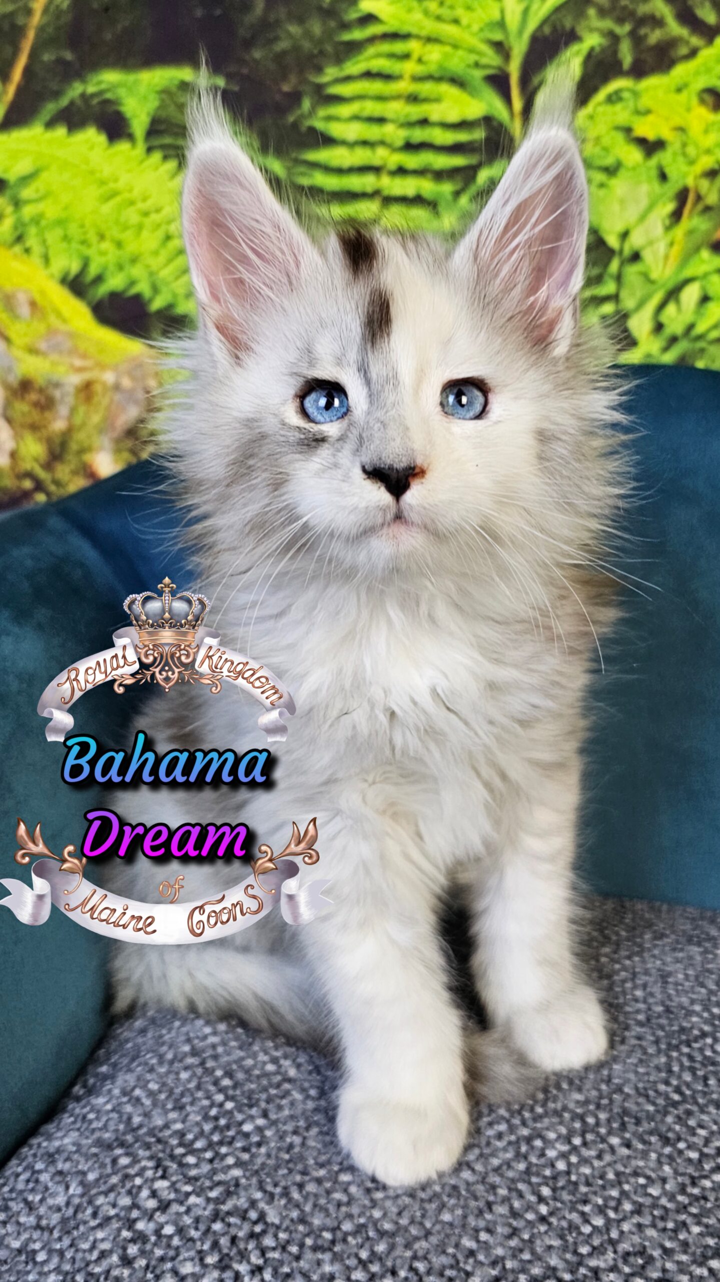 photocollage_202510141023940