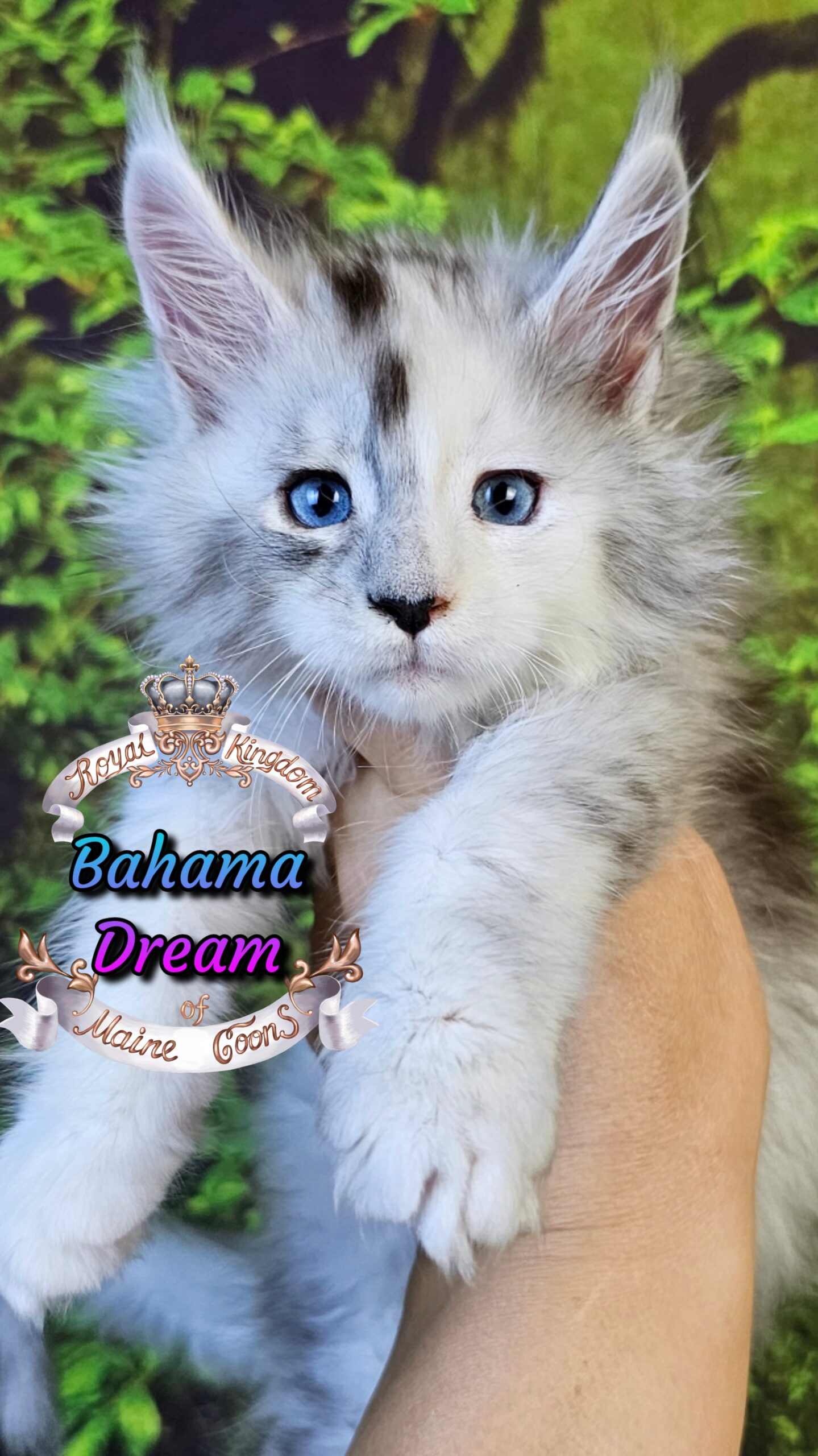 photocollage_202510141042140