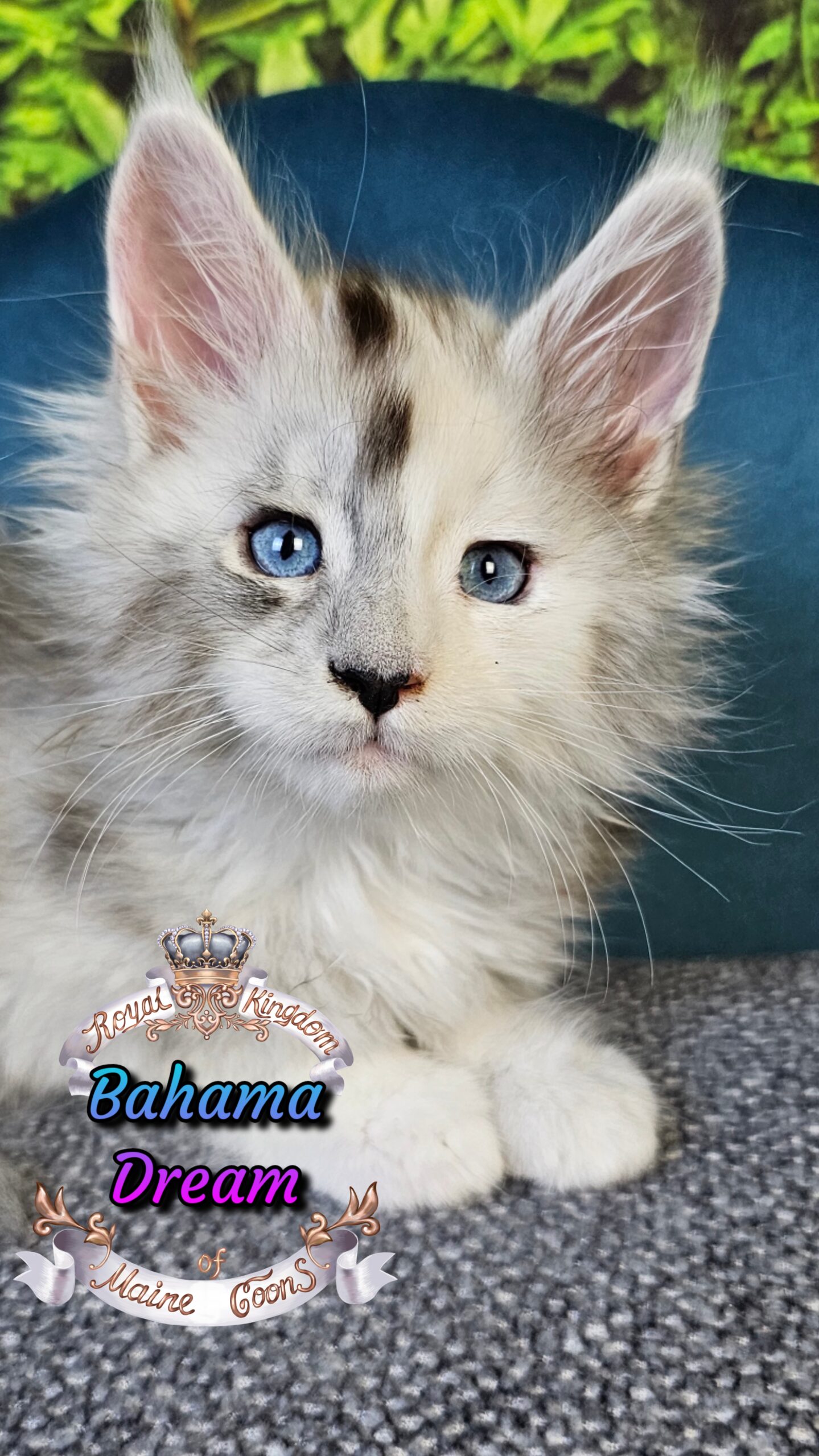 photocollage_20251014104909