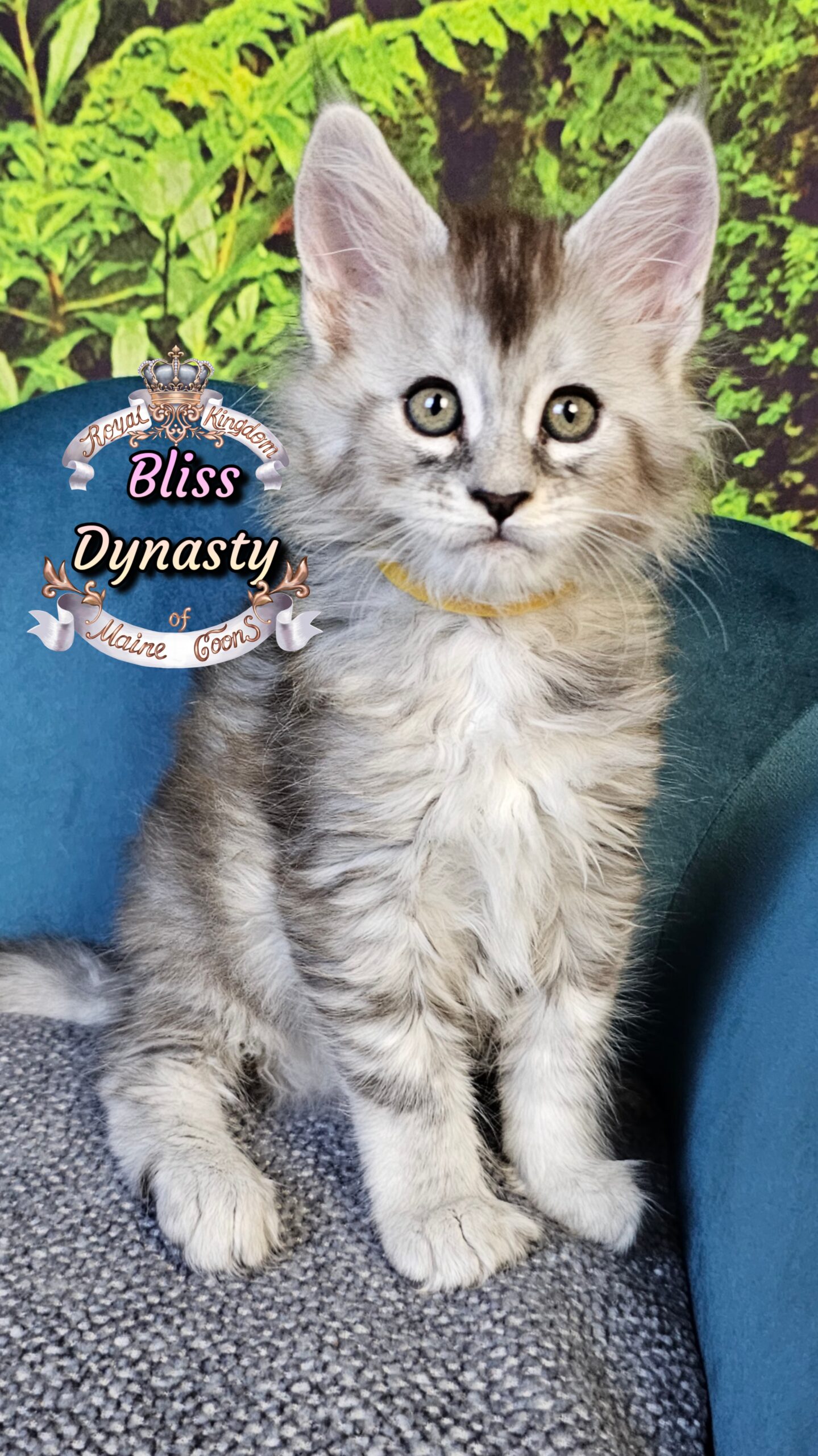 photocollage_202510141107419