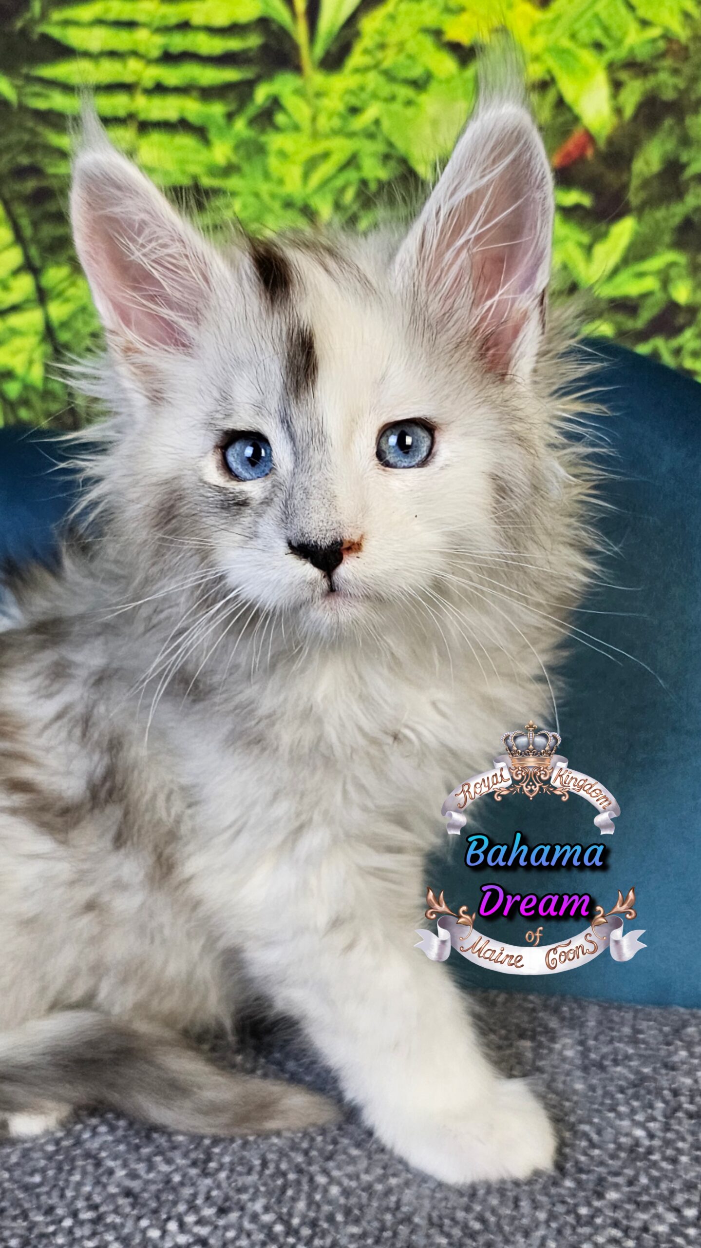 photocollage_202510141218114