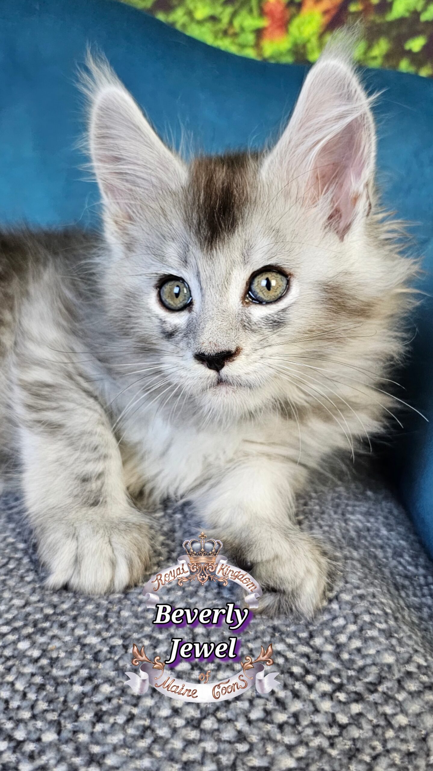 photocollage_202510141218561