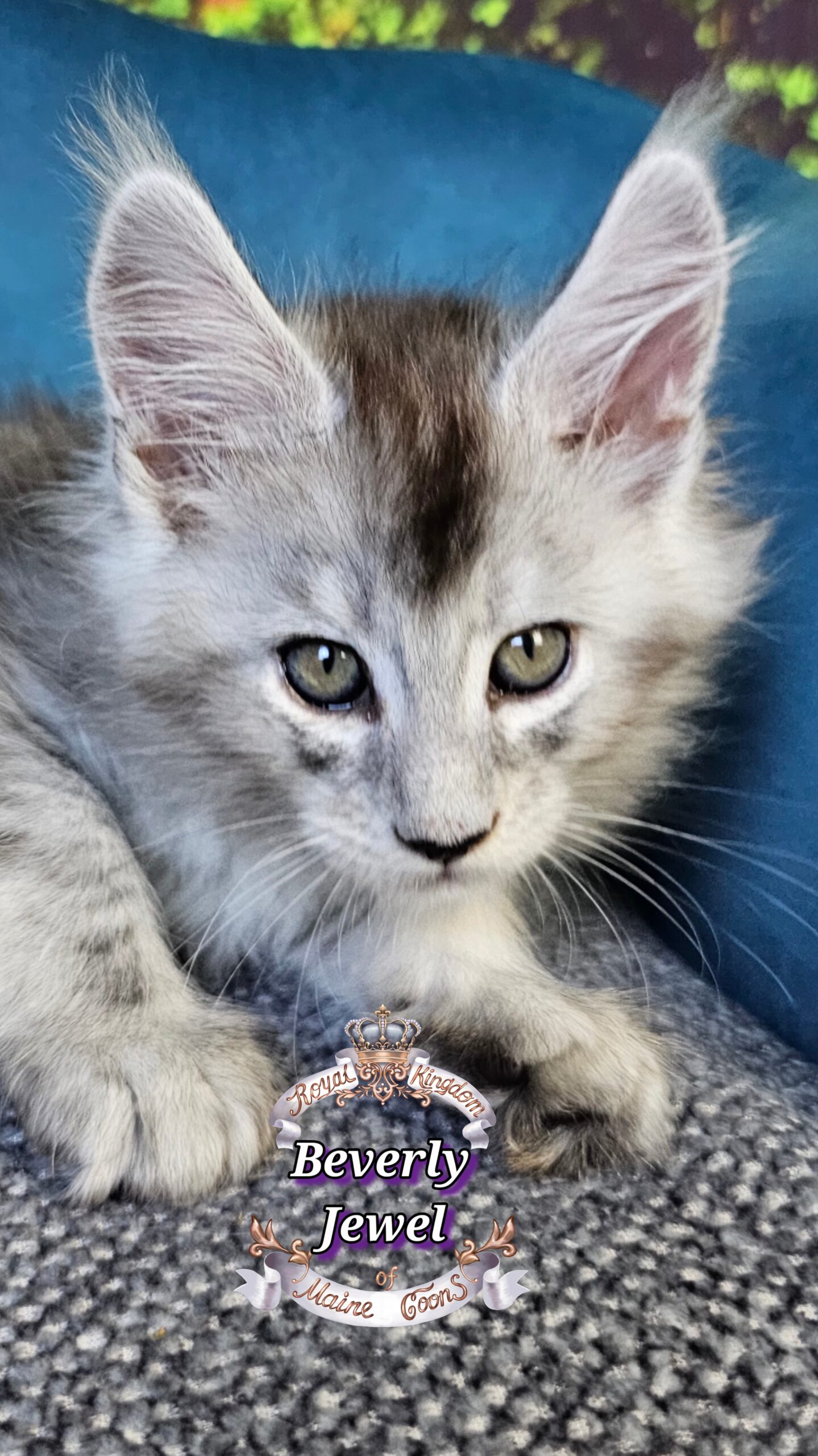 photocollage_2025101412249975