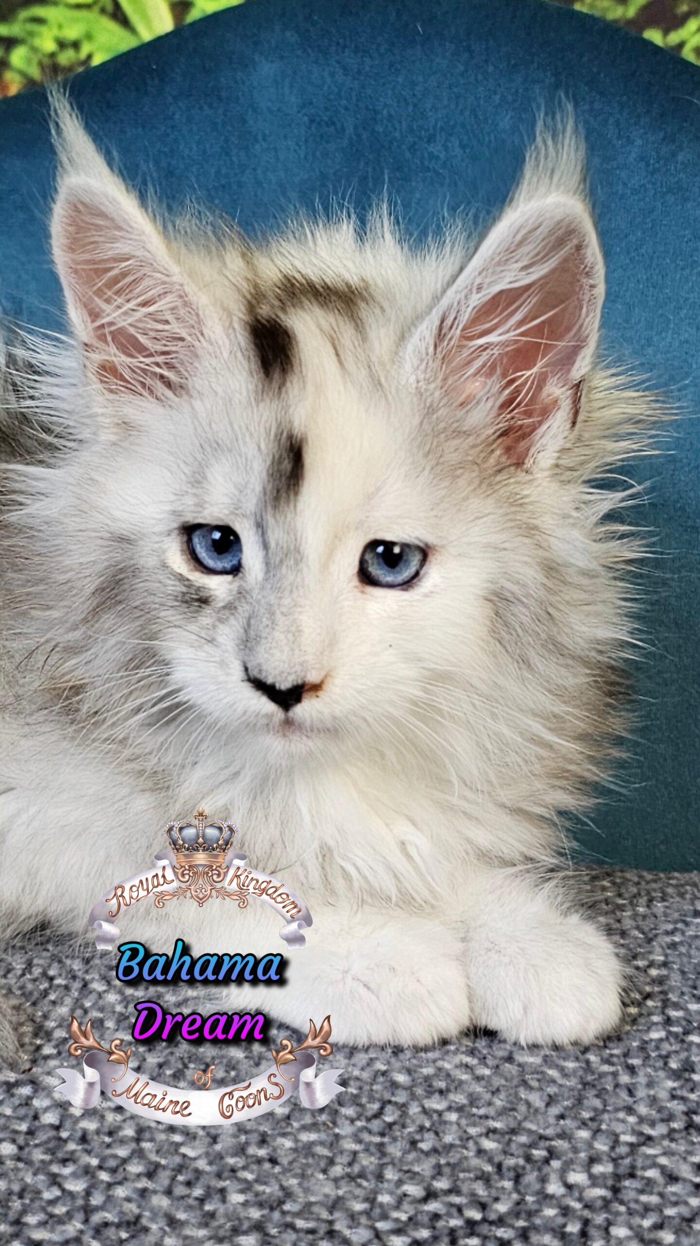 photocollage_202510141242113