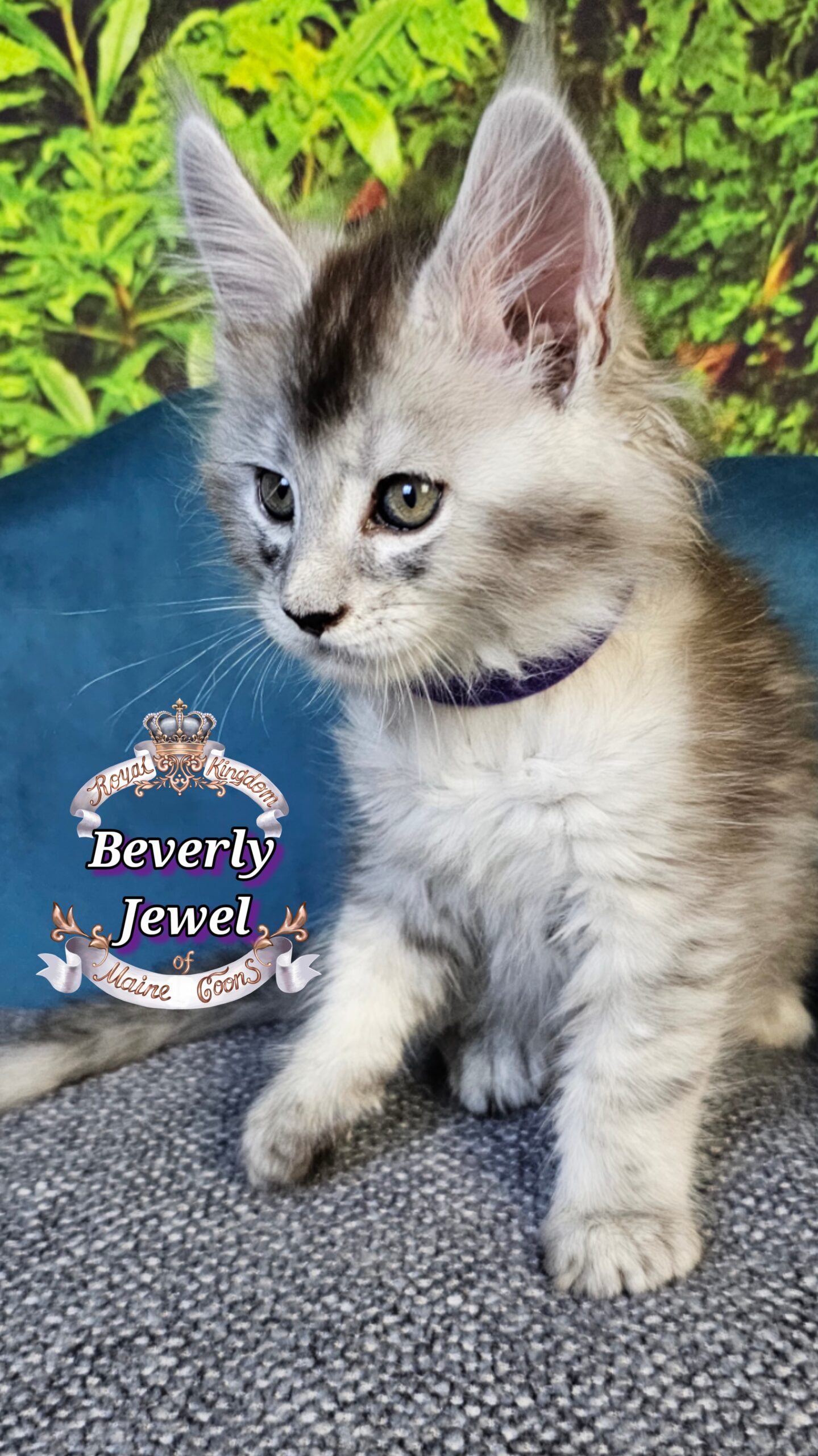 photocollage_202510141263424