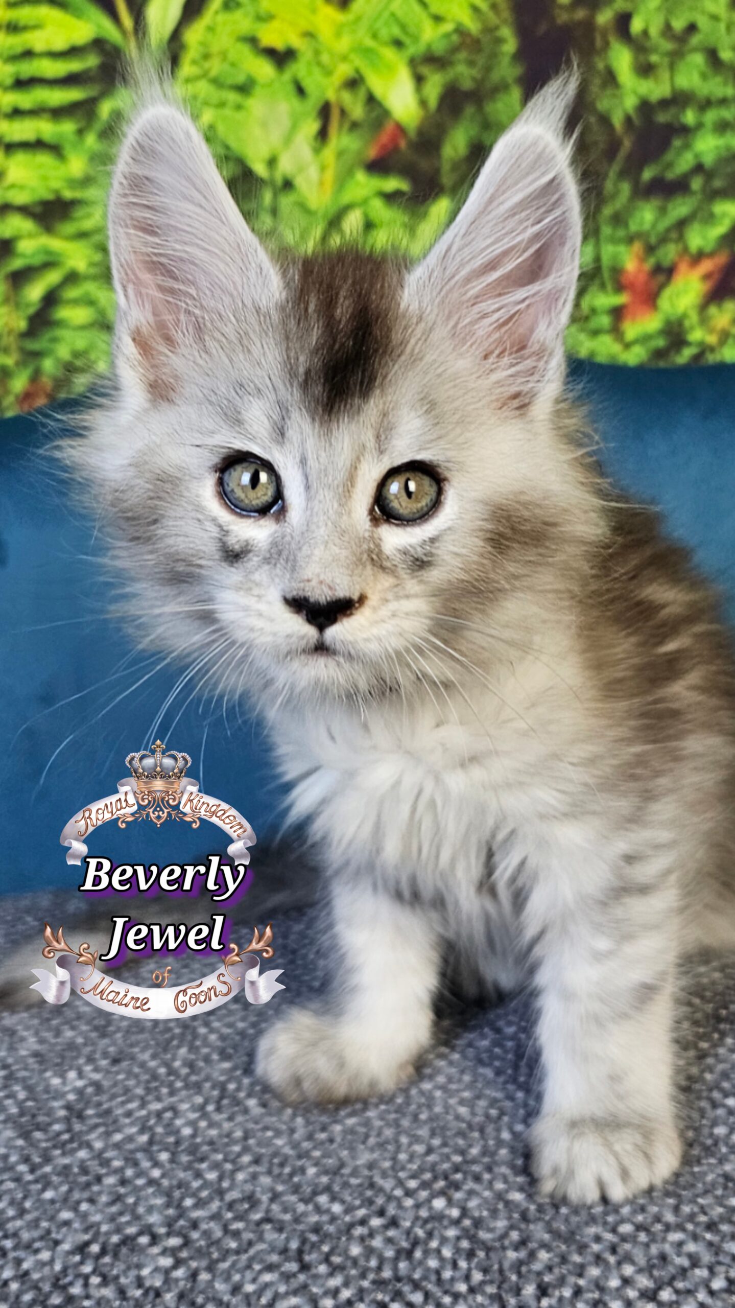 photocollage_2025101412657621