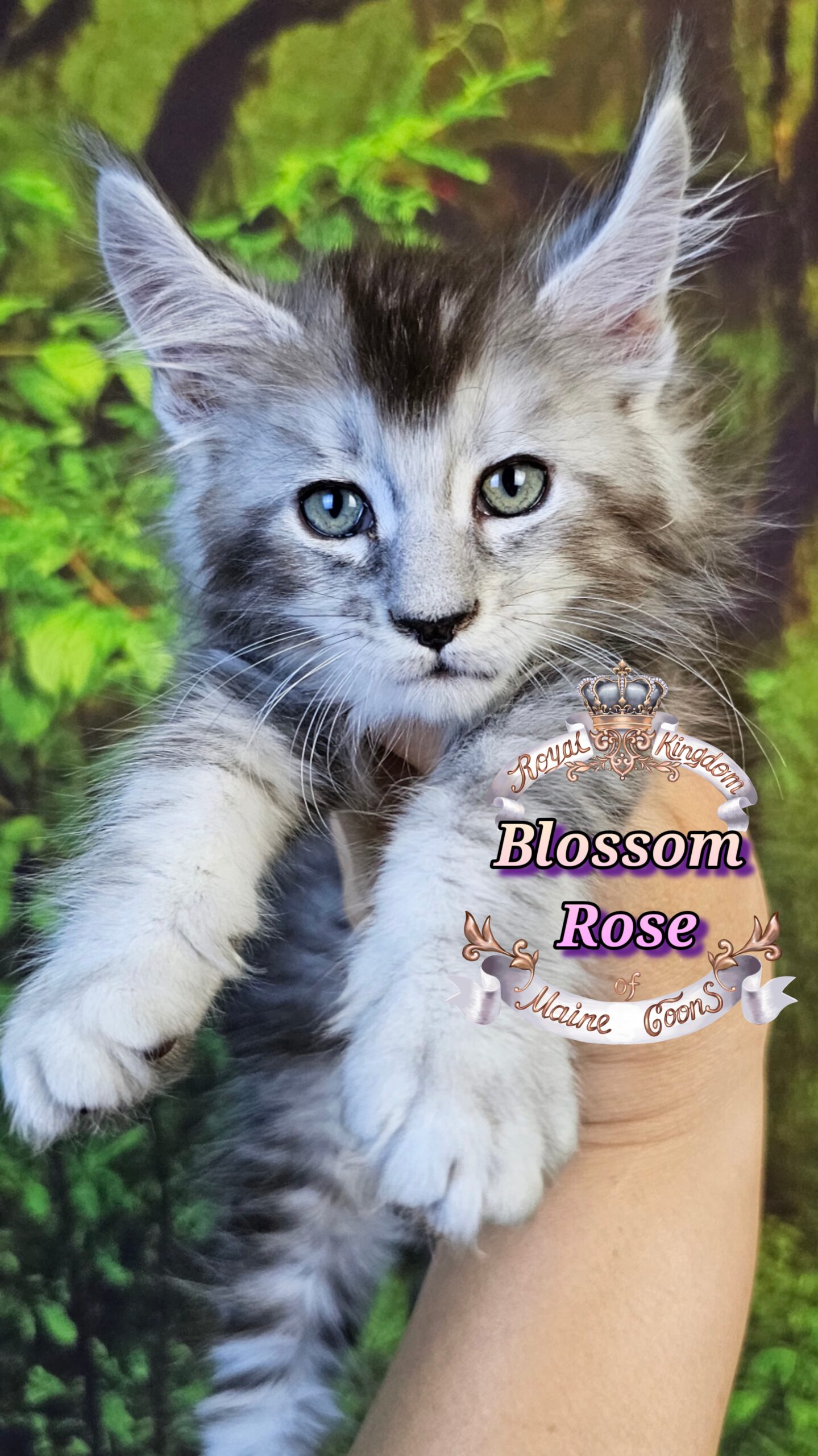 photocollage_2025101413158964