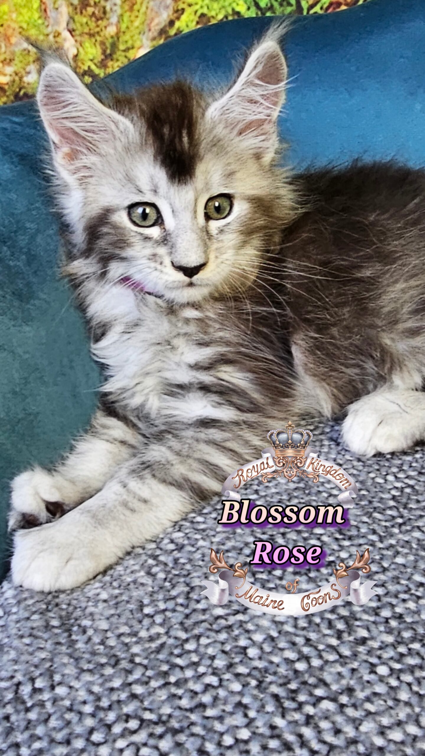 photocollage_2025101413245258