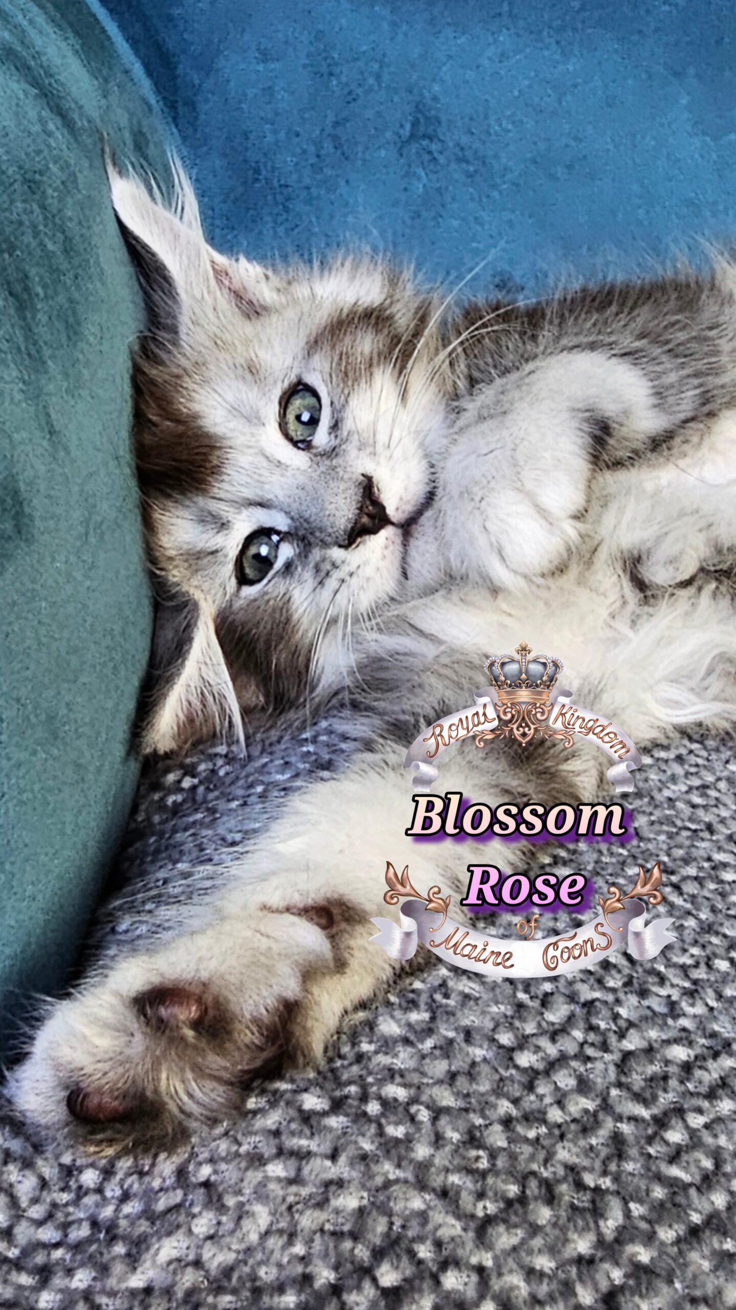 photocollage_202510141336542