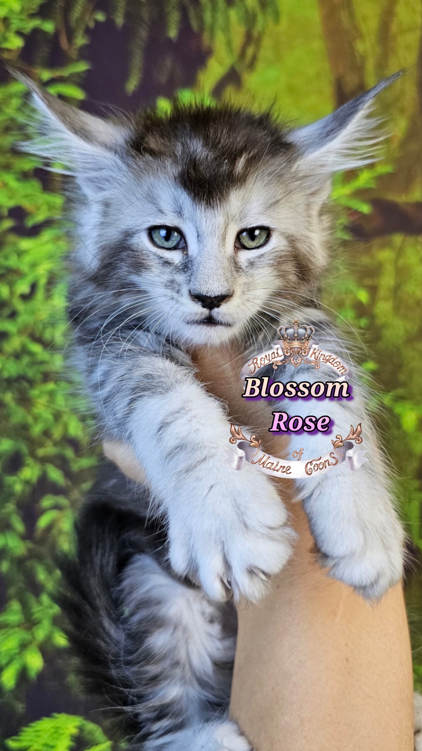 photocollage_2025101413526941