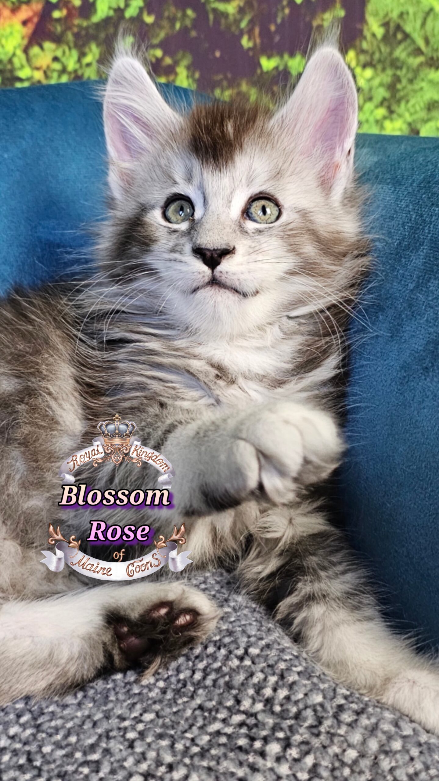 photocollage_2025101413547674