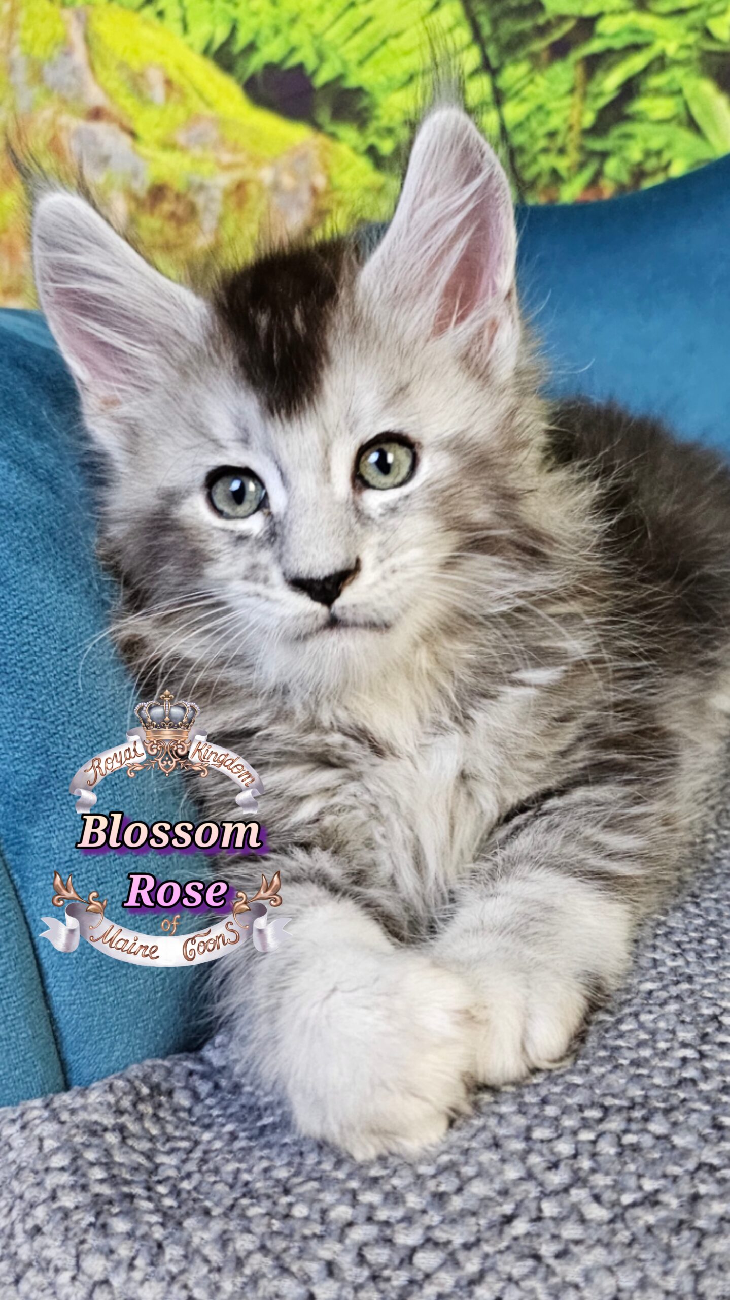 photocollage_2025101413631243