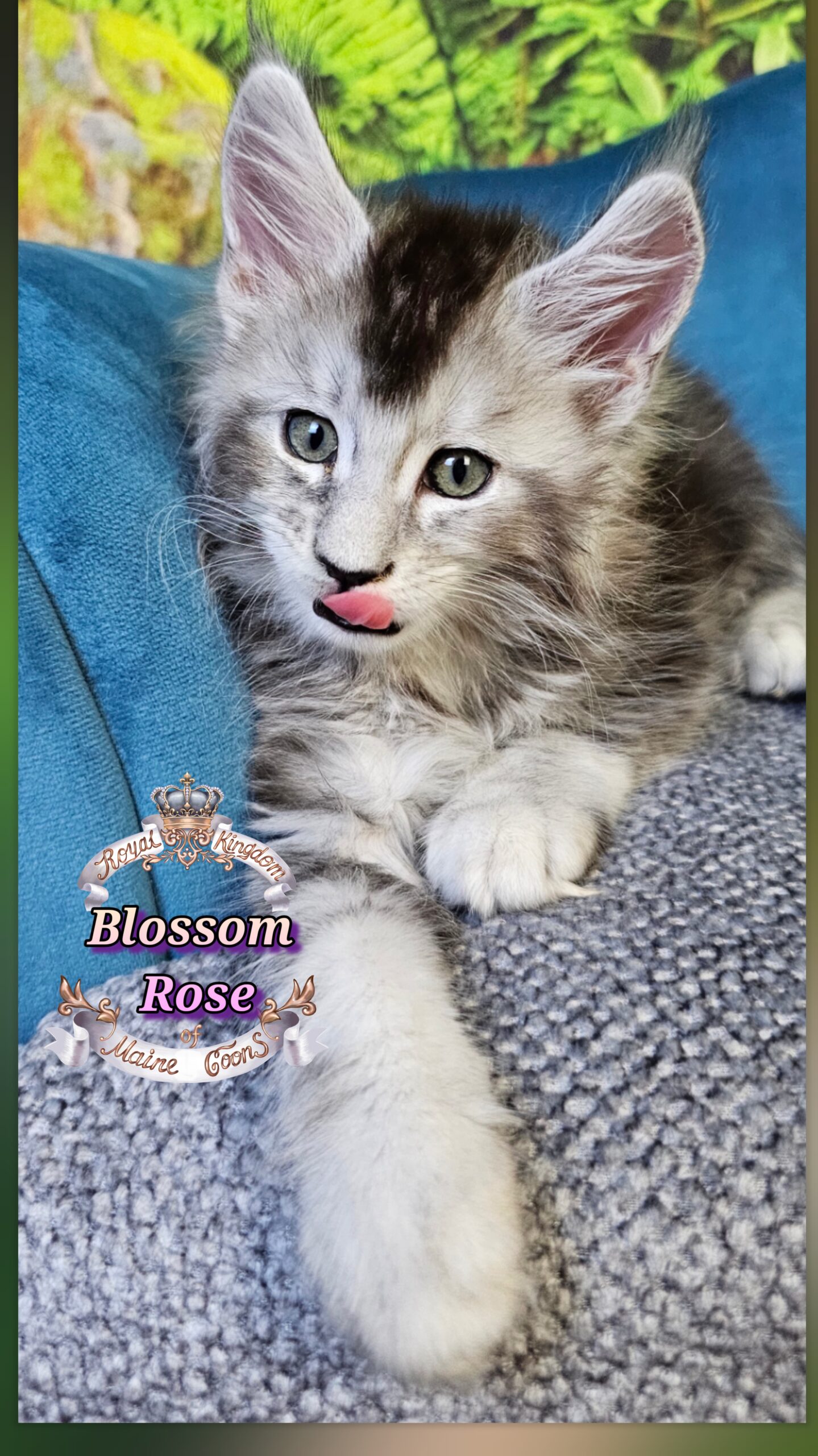 photocollage_202510141372298