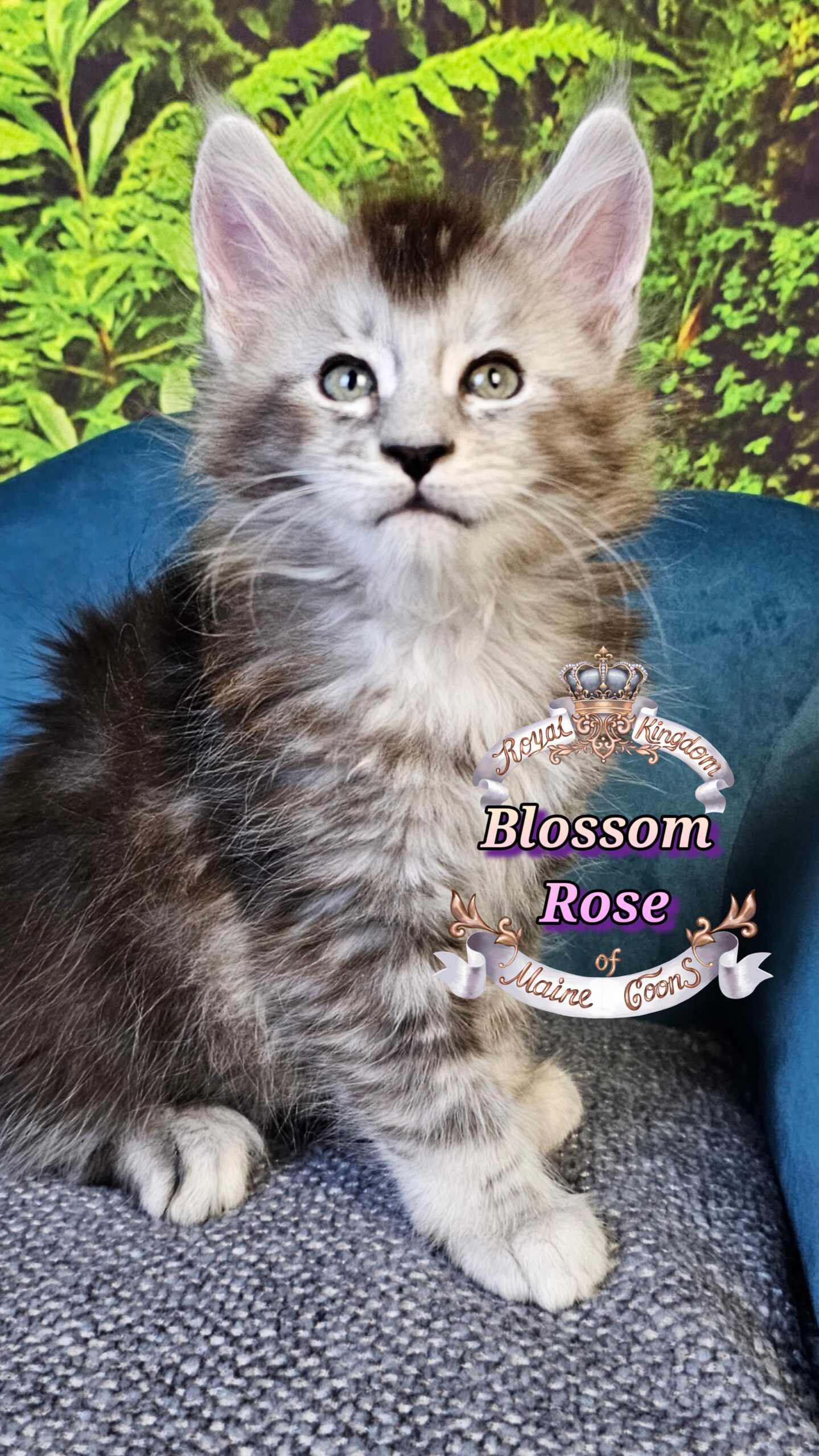 photocollage_2025101413852745