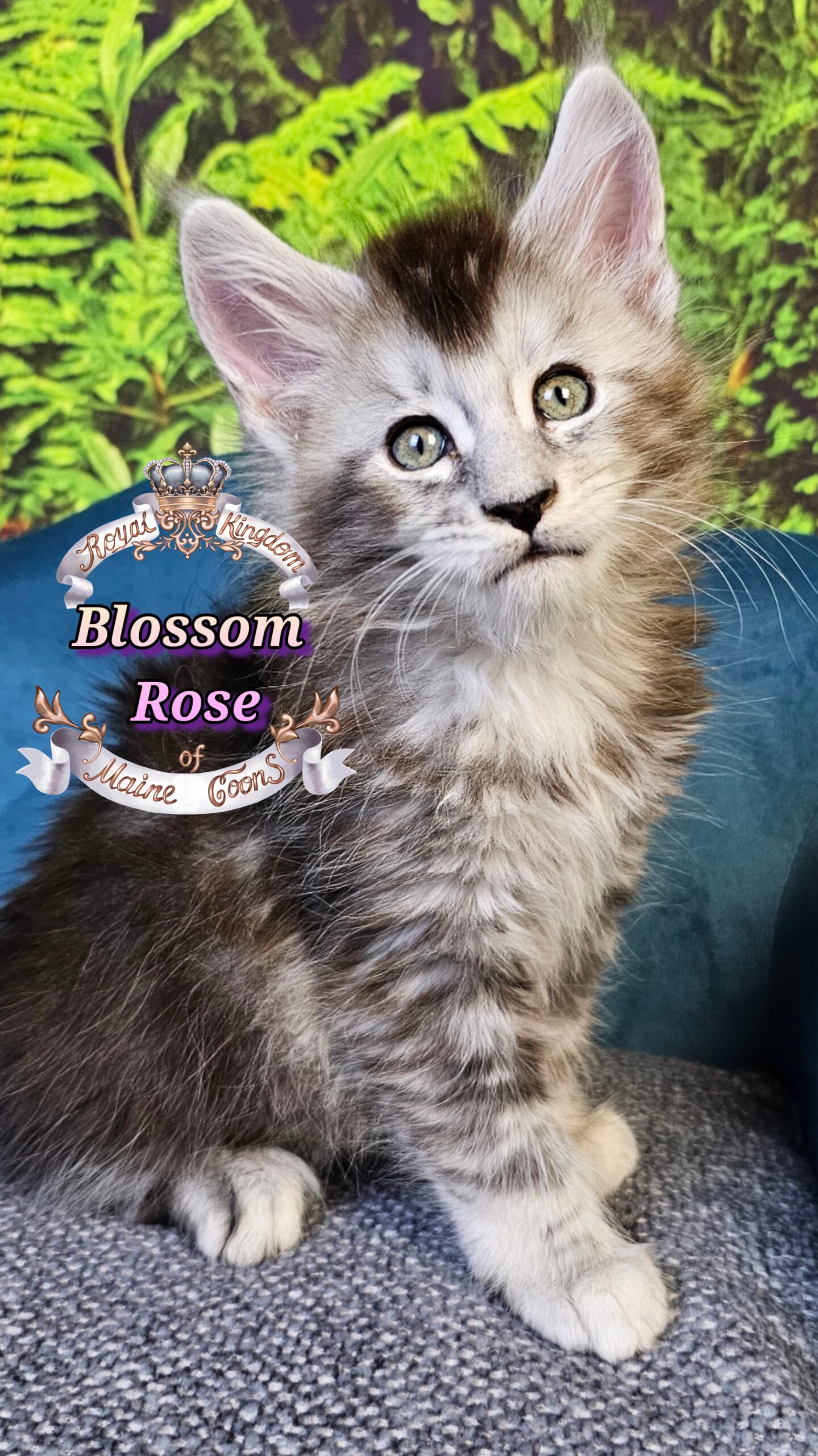 photocollage_2025101413912396