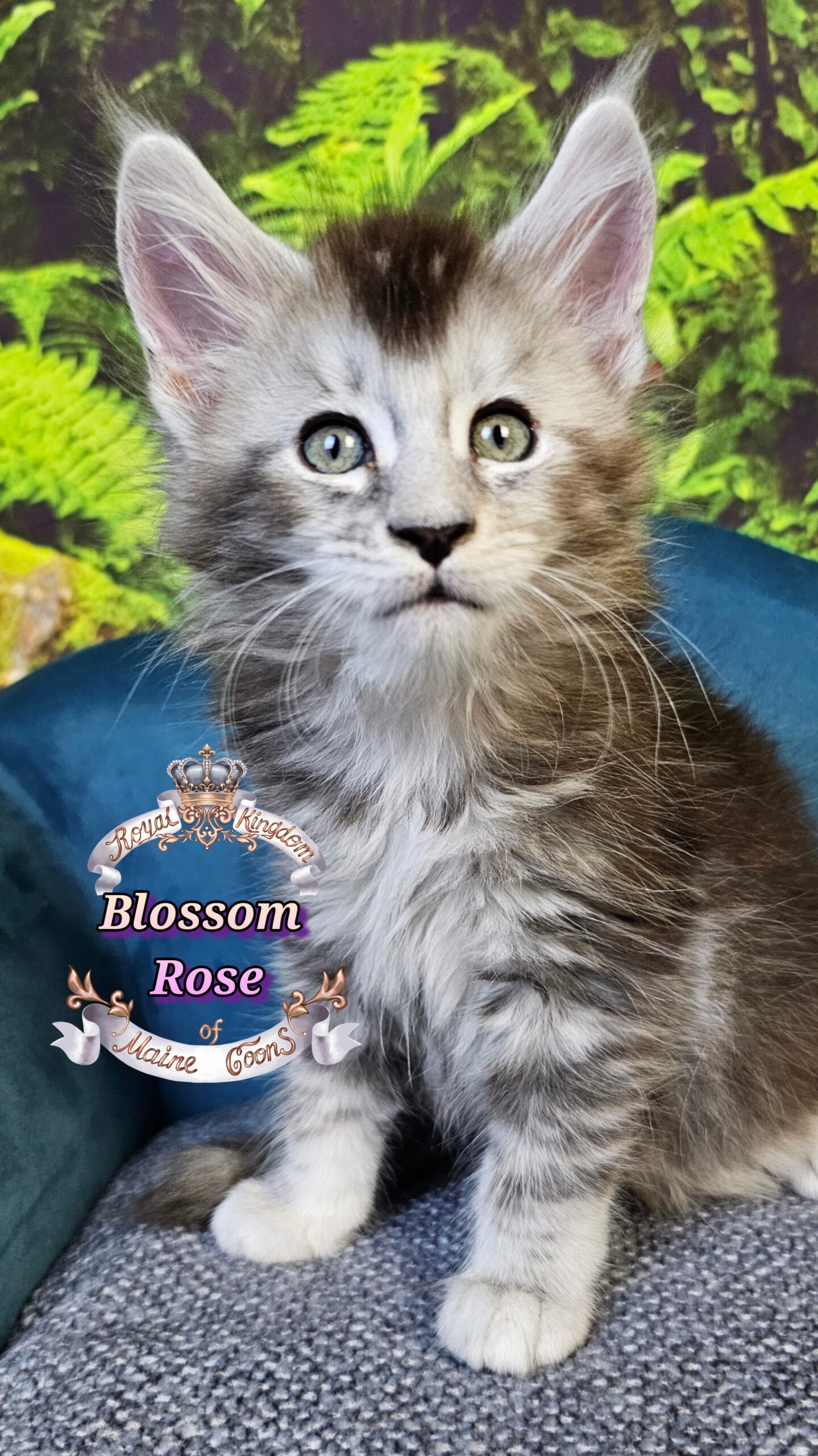 photocollage_2025101413933457