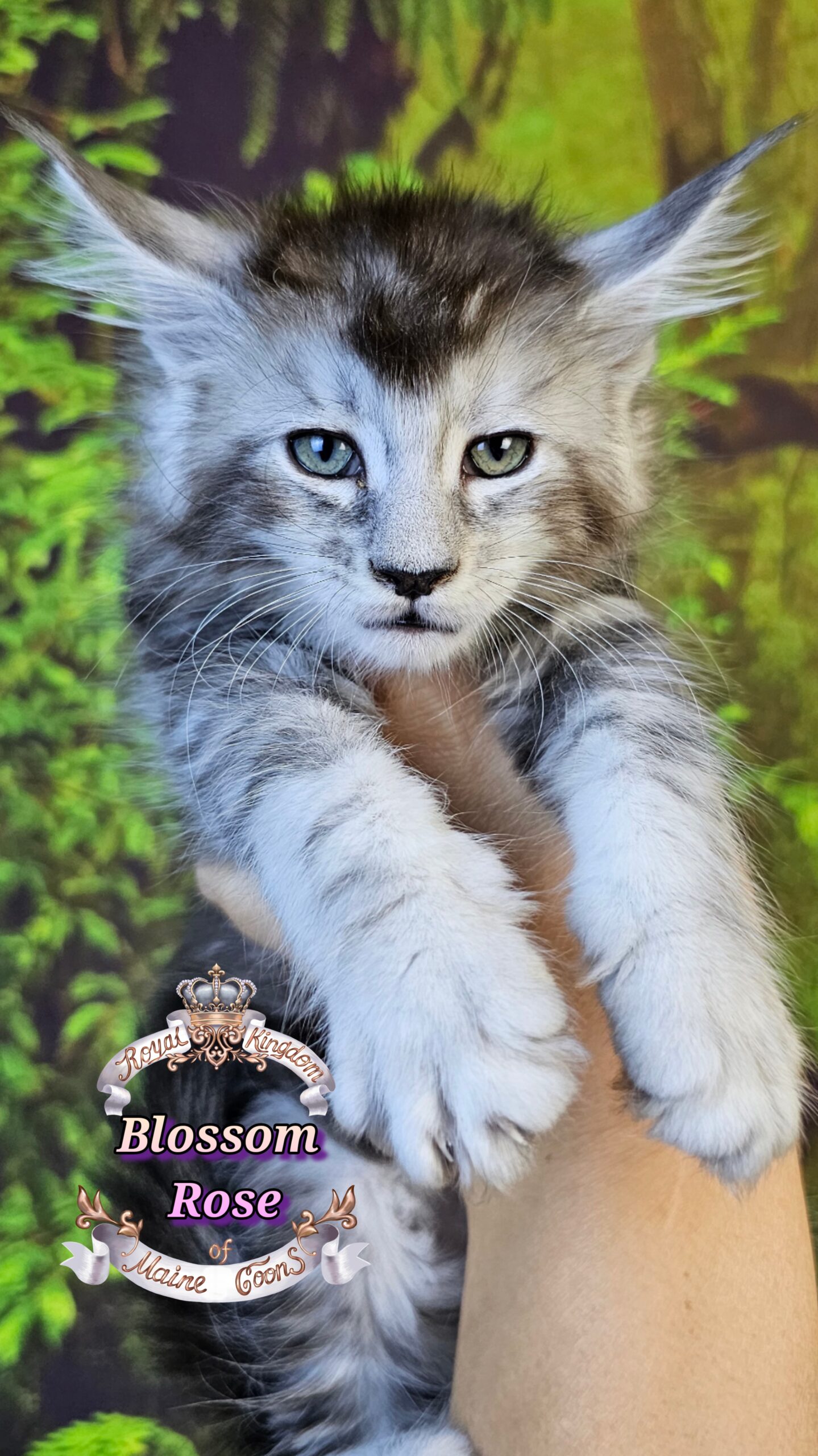 photocollage_2025101413951688