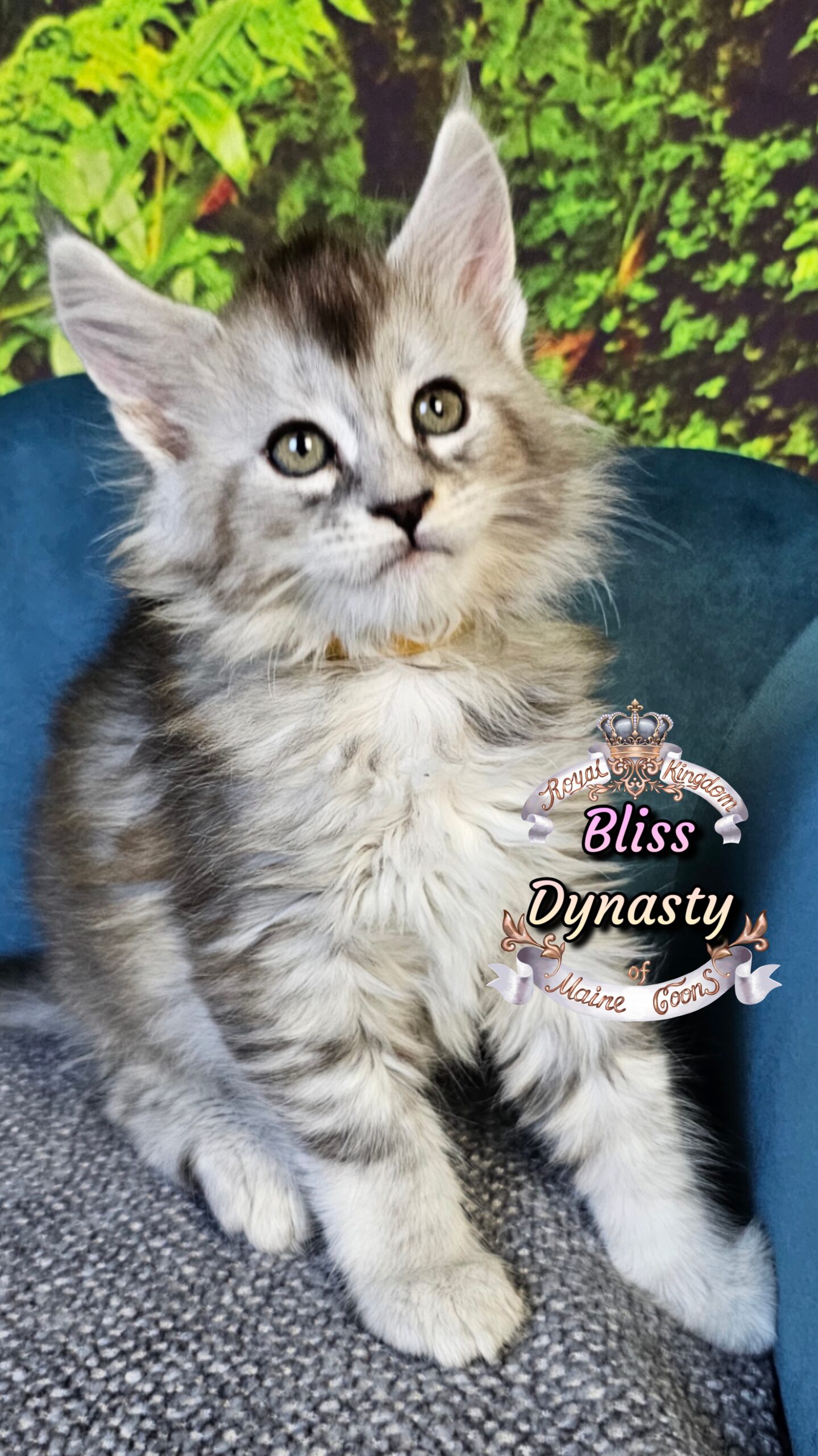 photocollage_202510141642735