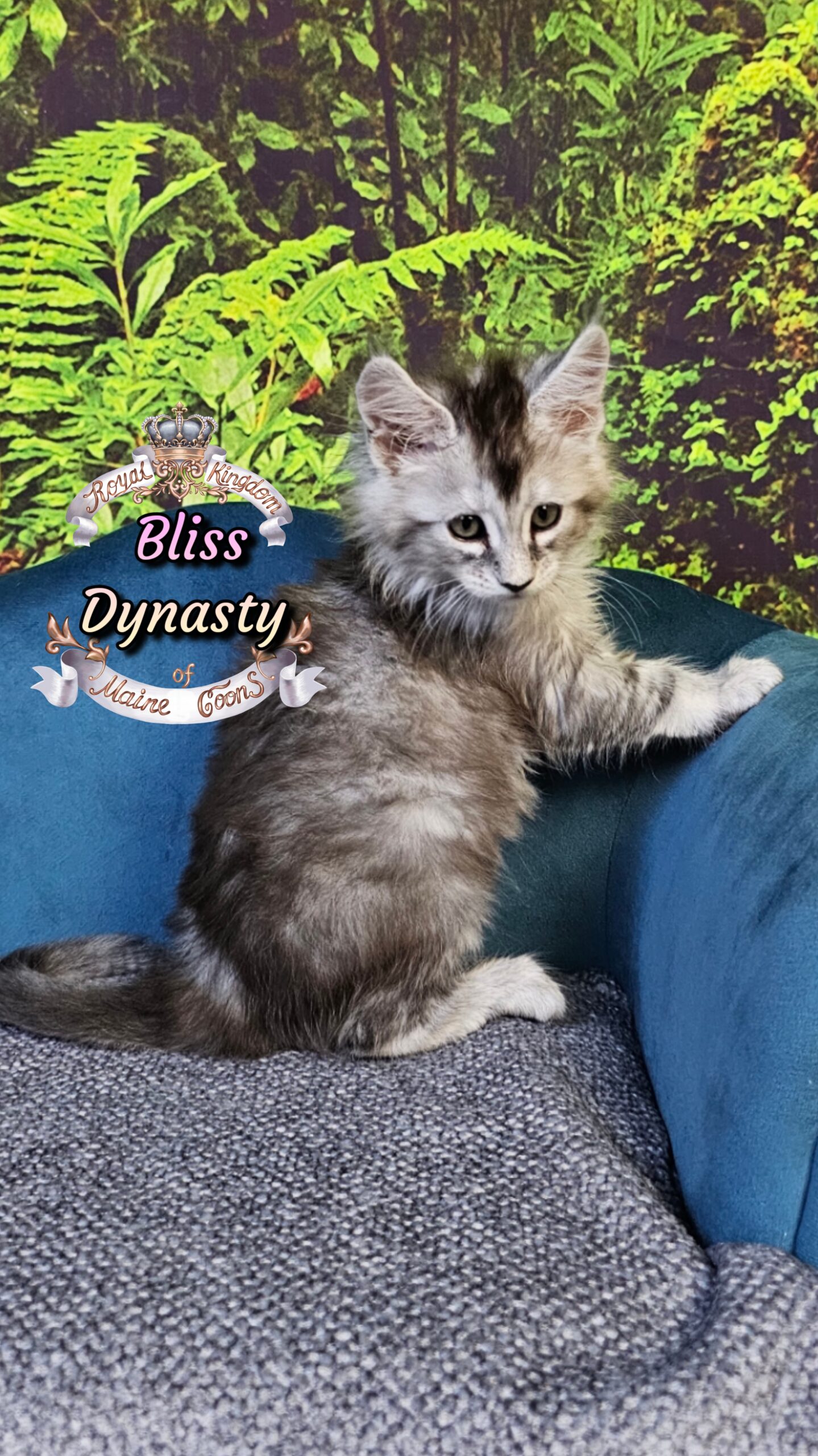 photocollage_202510141756220