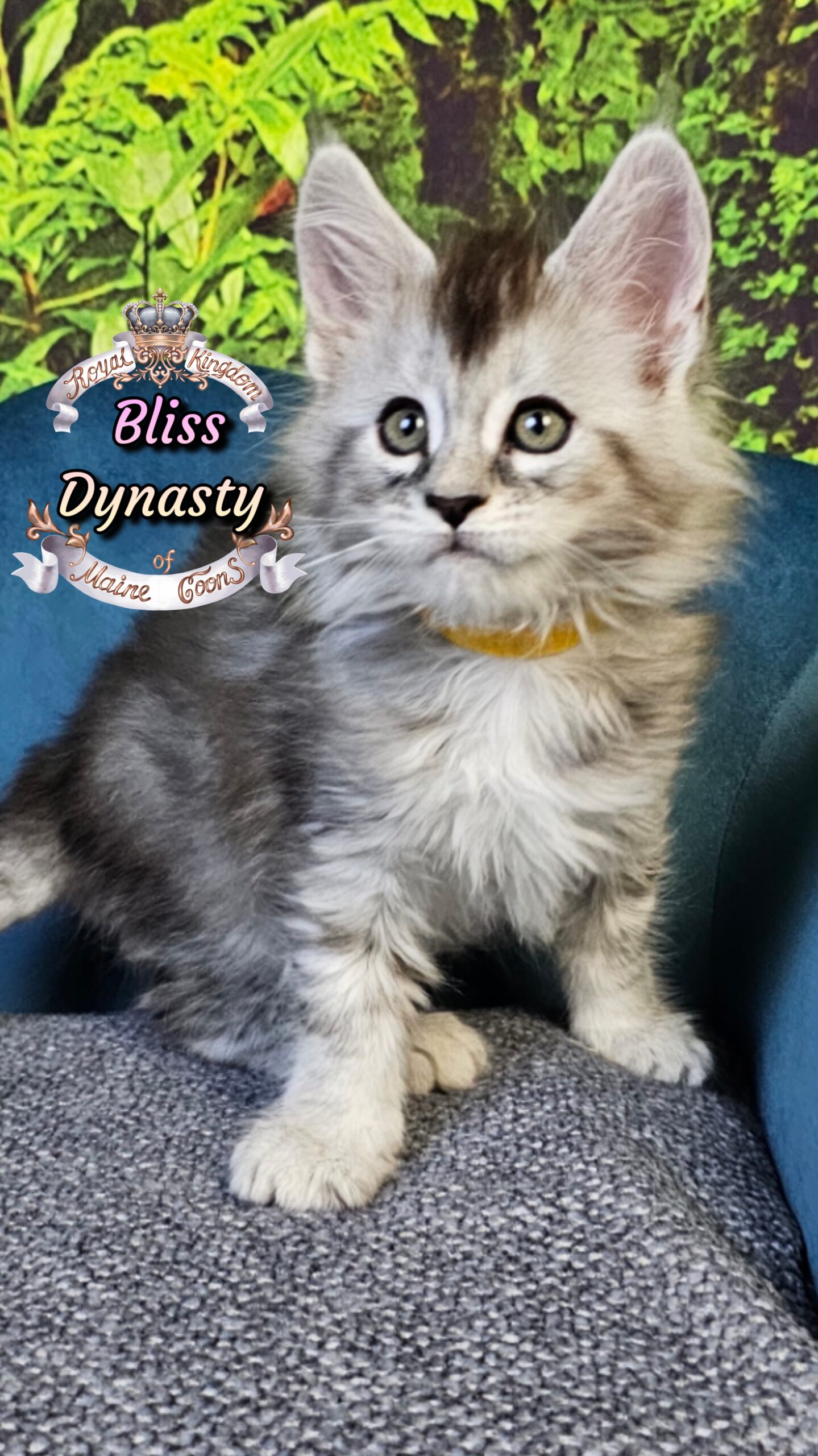 photocollage_202510141819777