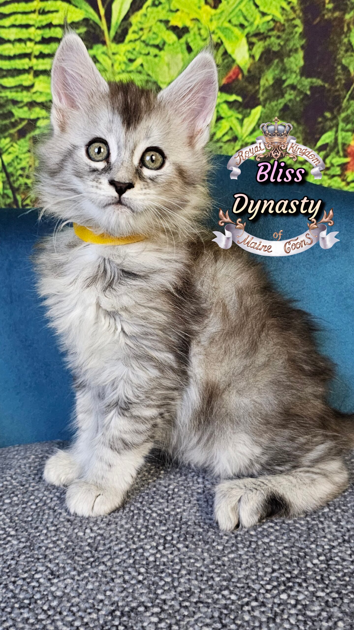 photocollage_202510141939565