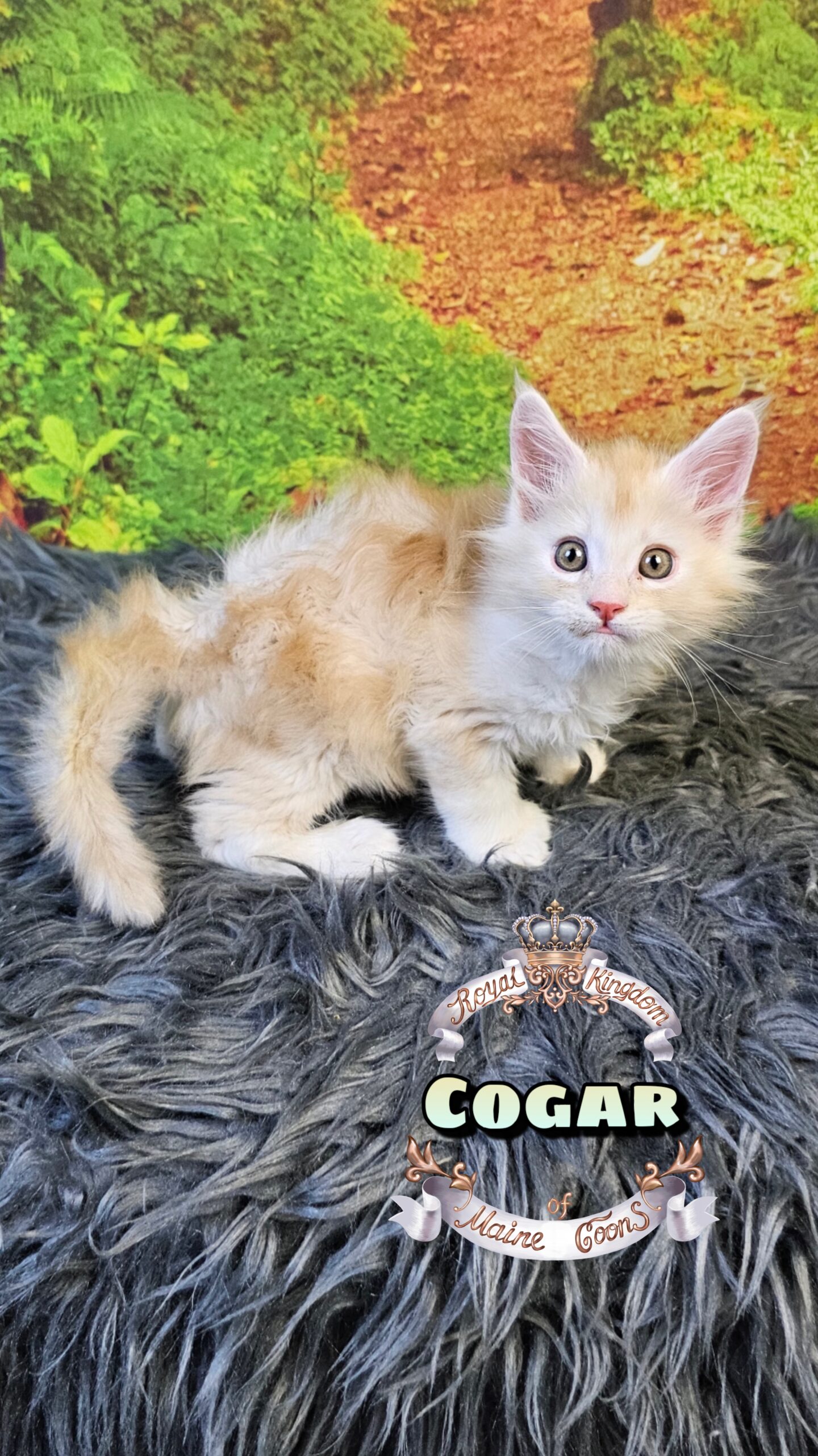 photocollage_20251025193115451