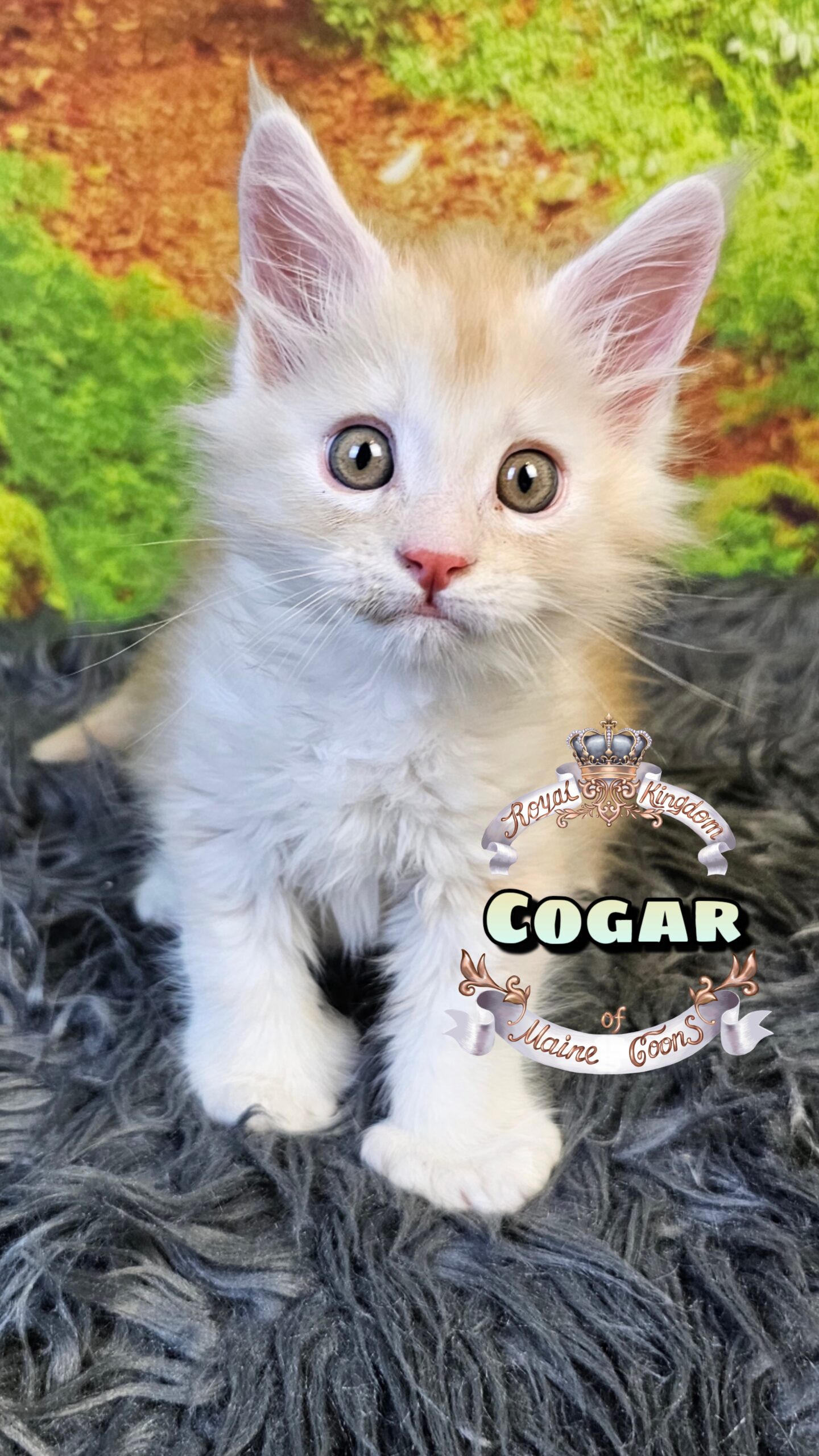 photocollage_20251025193315197