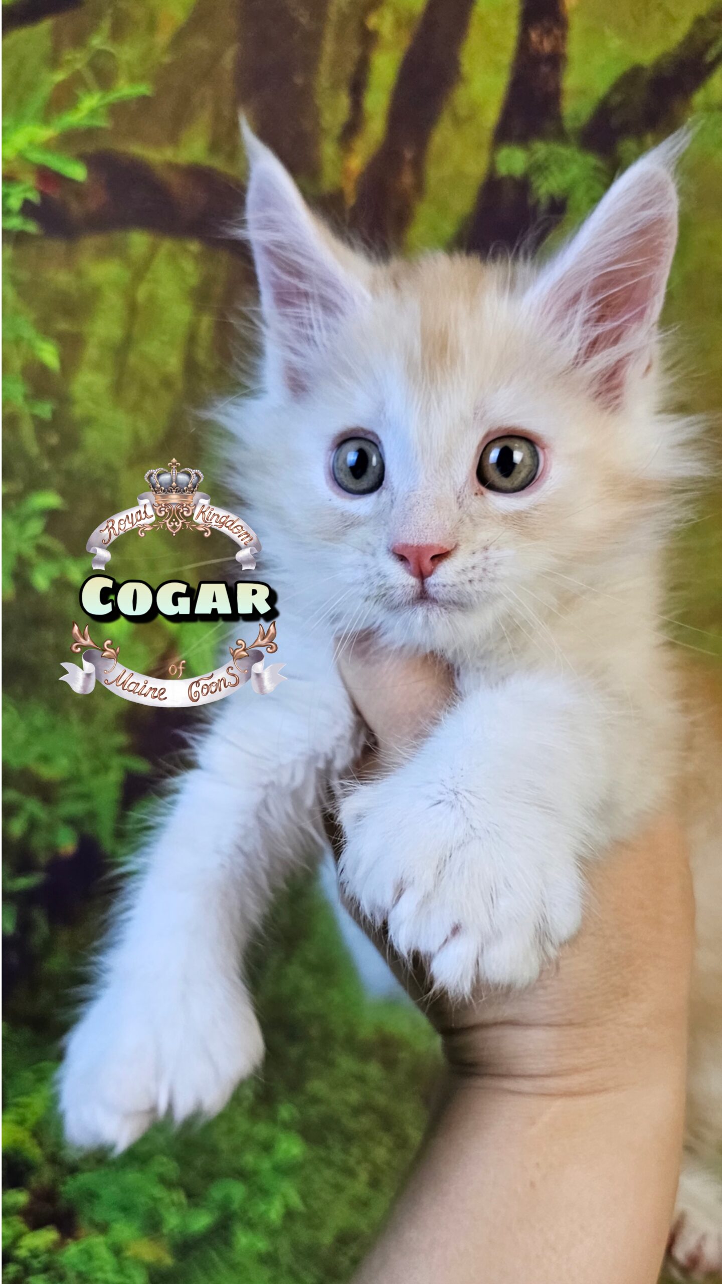 photocollage_20251025193454968