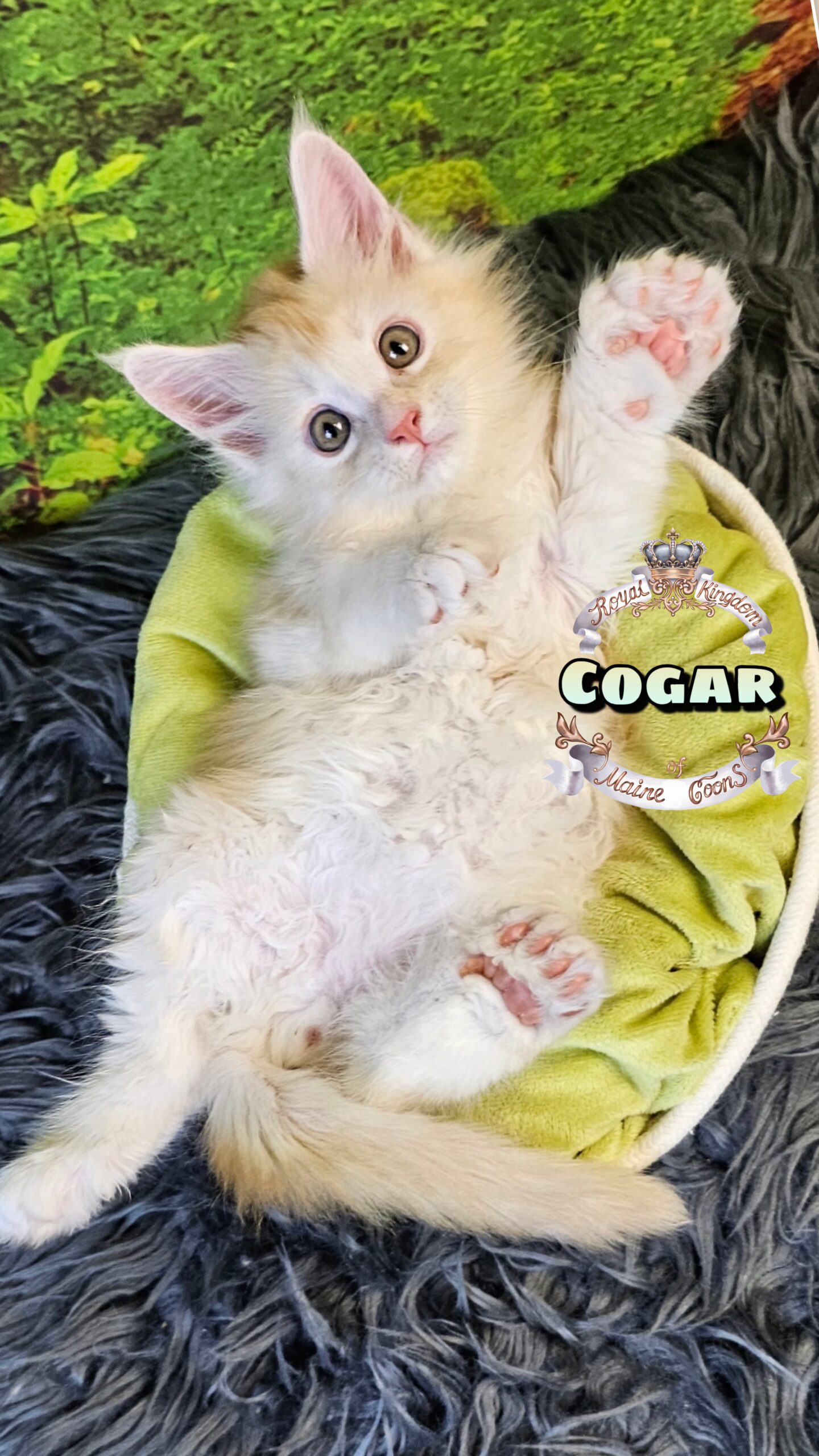 photocollage_2025102519375081