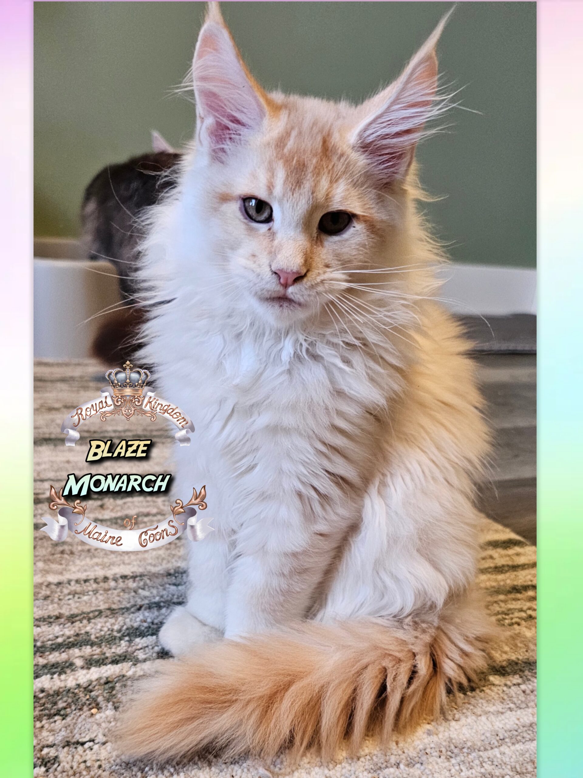 photocollage_20251128203111399