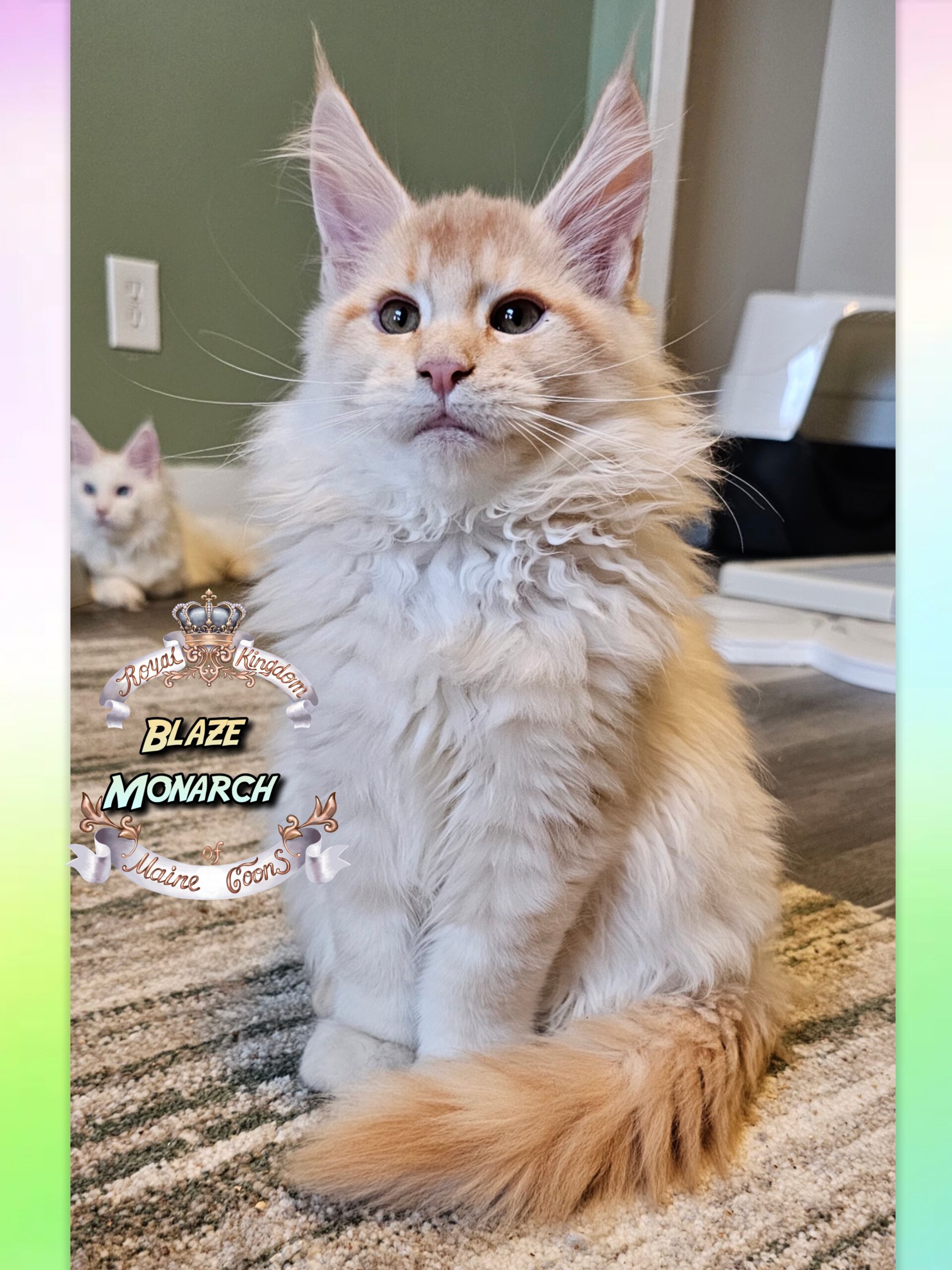 photocollage_20251128203129973