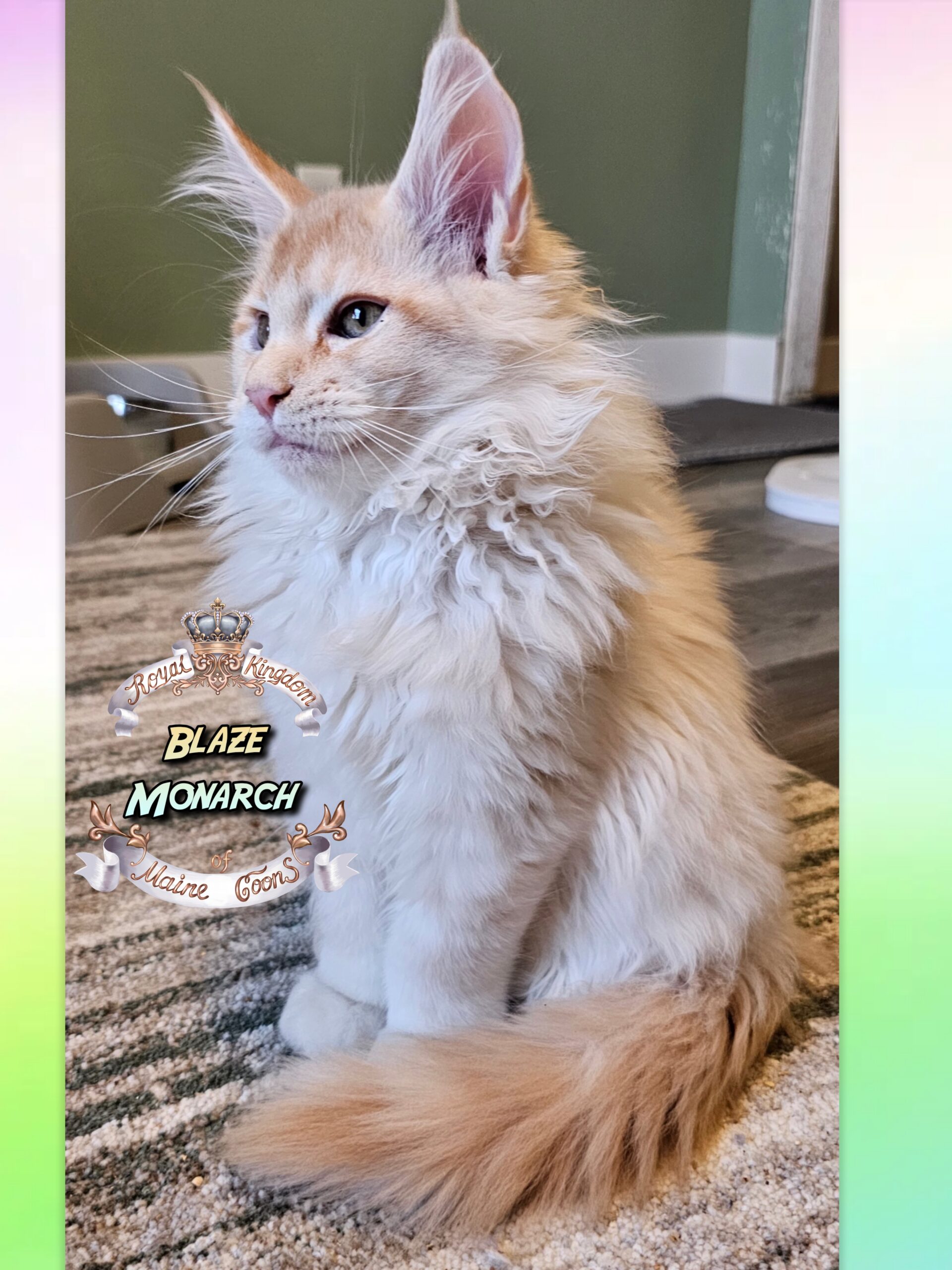 photocollage_20251128203217476