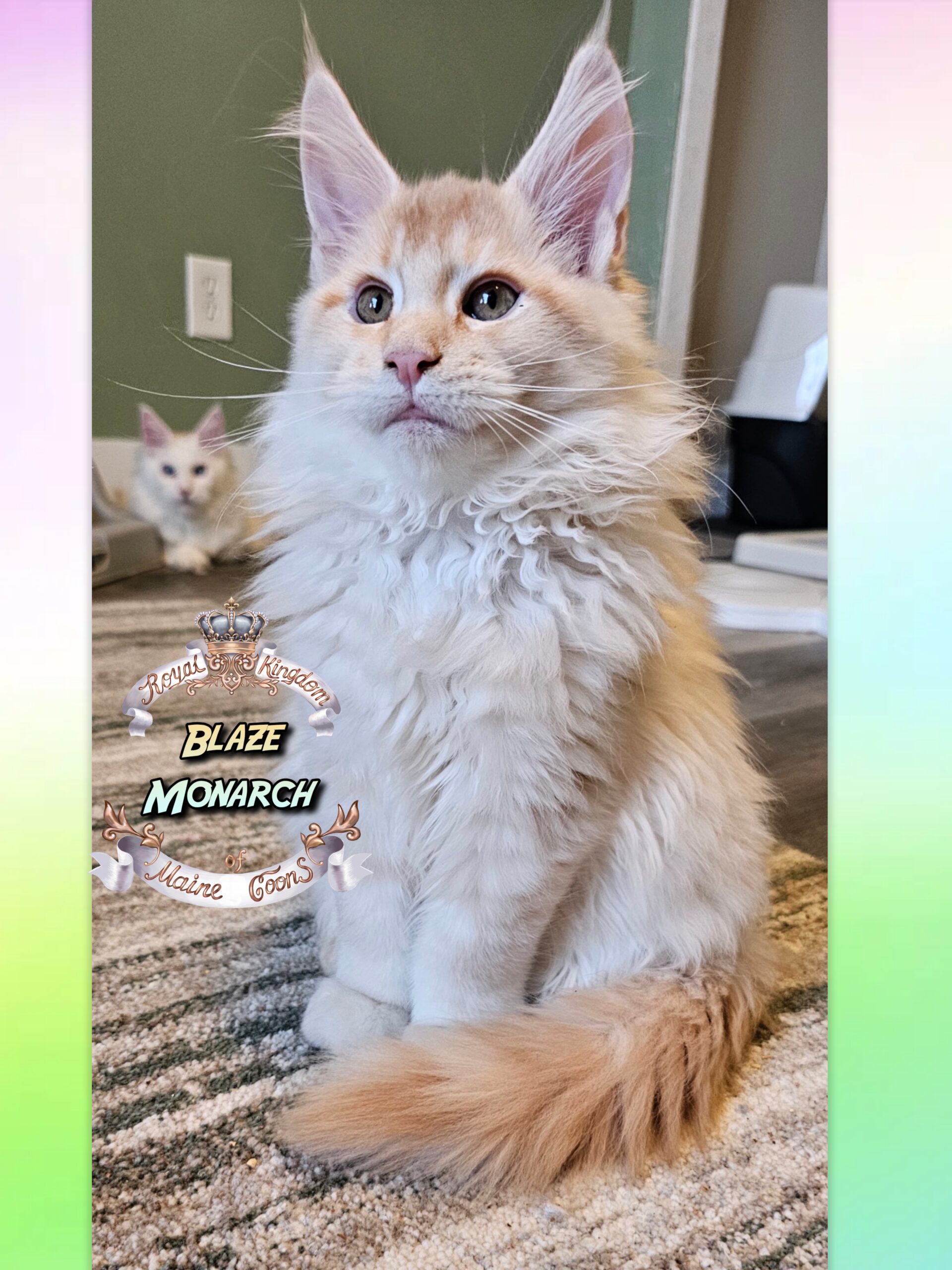 photocollage_20251128203250348