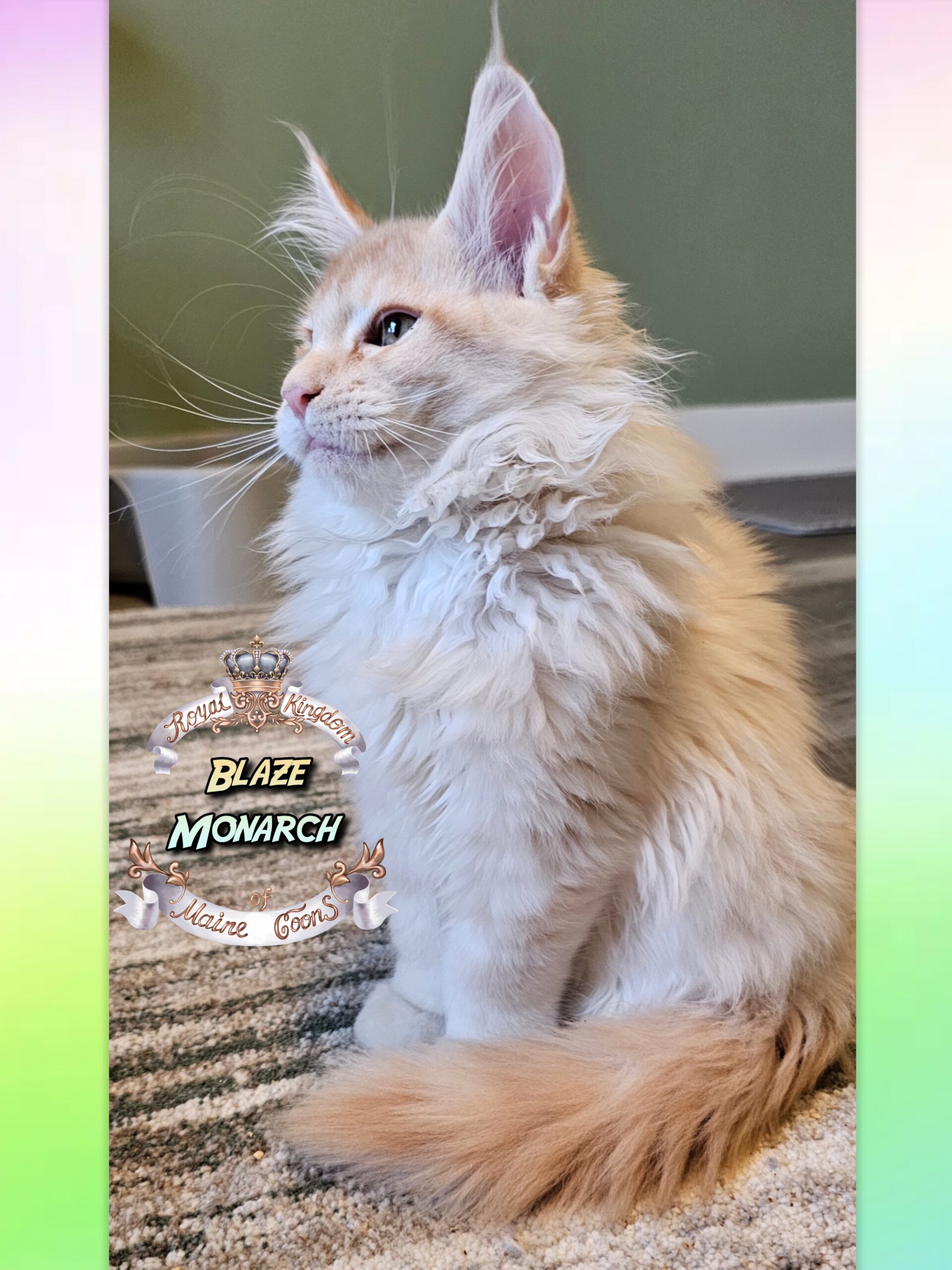 photocollage_20251128203310570