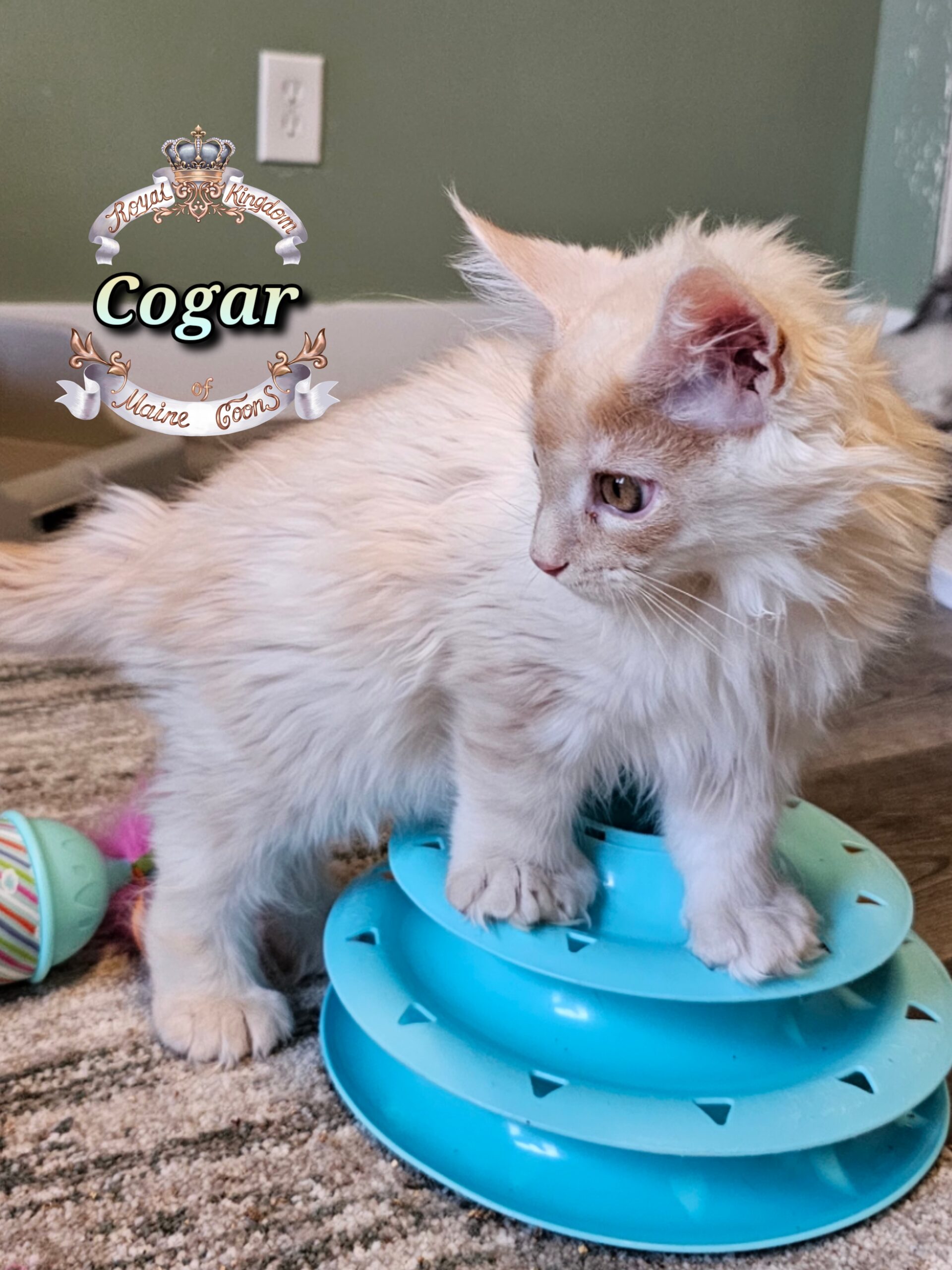 photocollage_2025112820361129