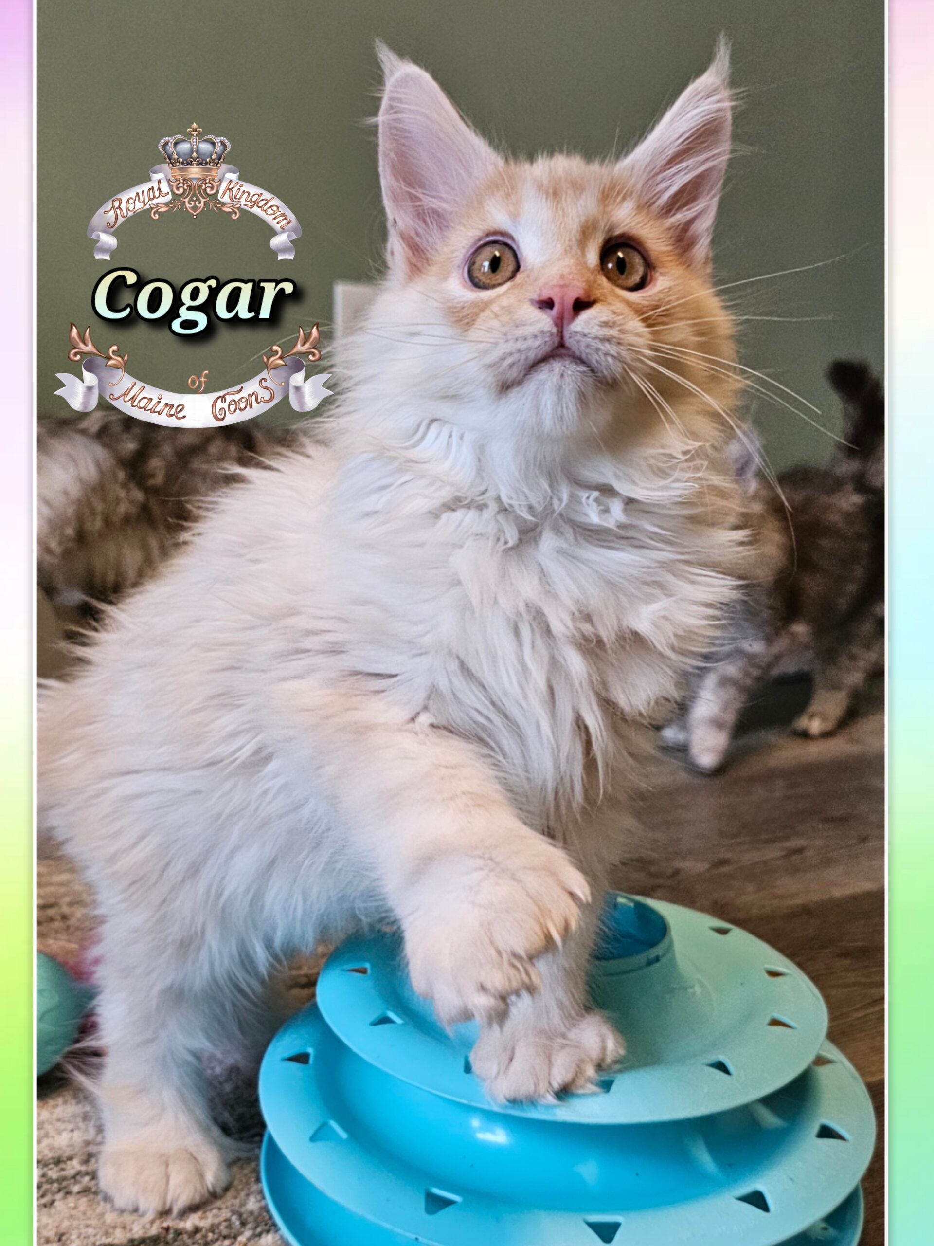 photocollage_20251128203627114