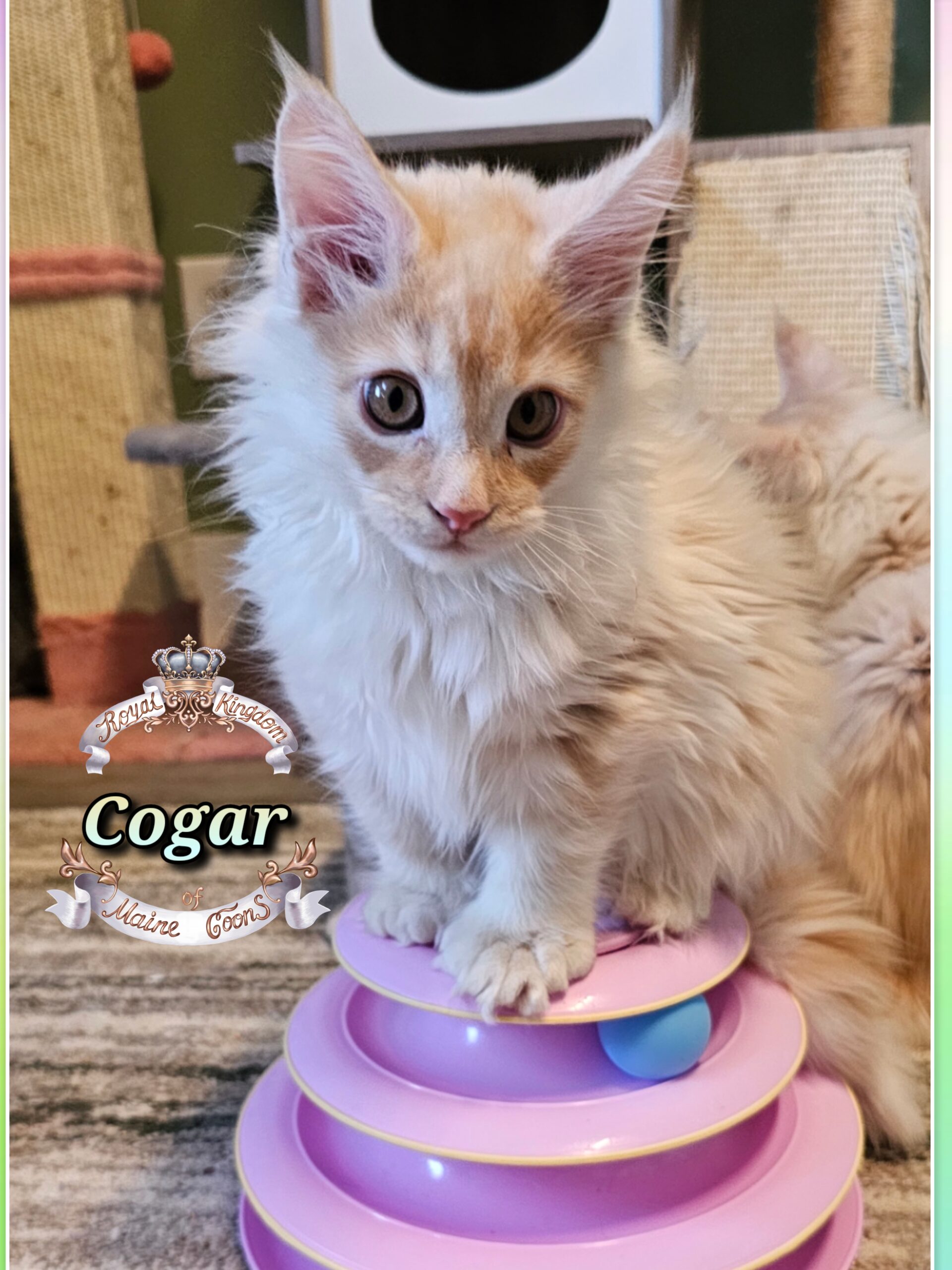 photocollage_20251128203652378