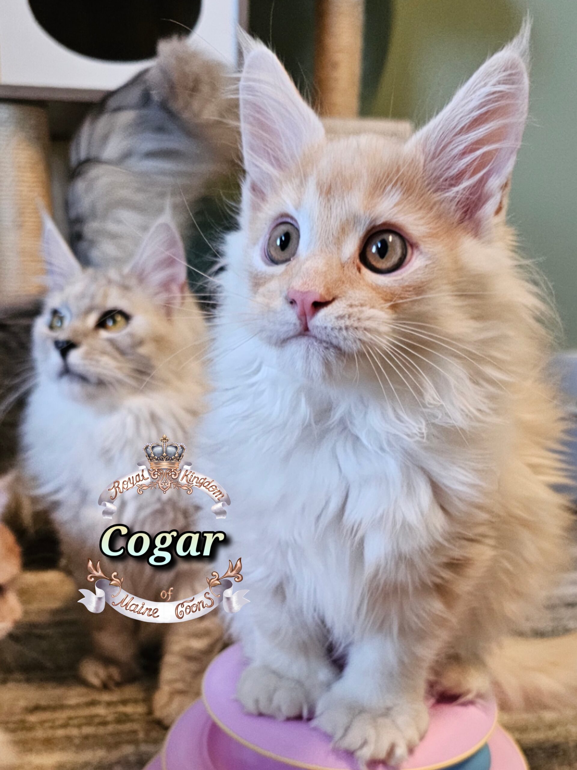 photocollage_20251128203756210