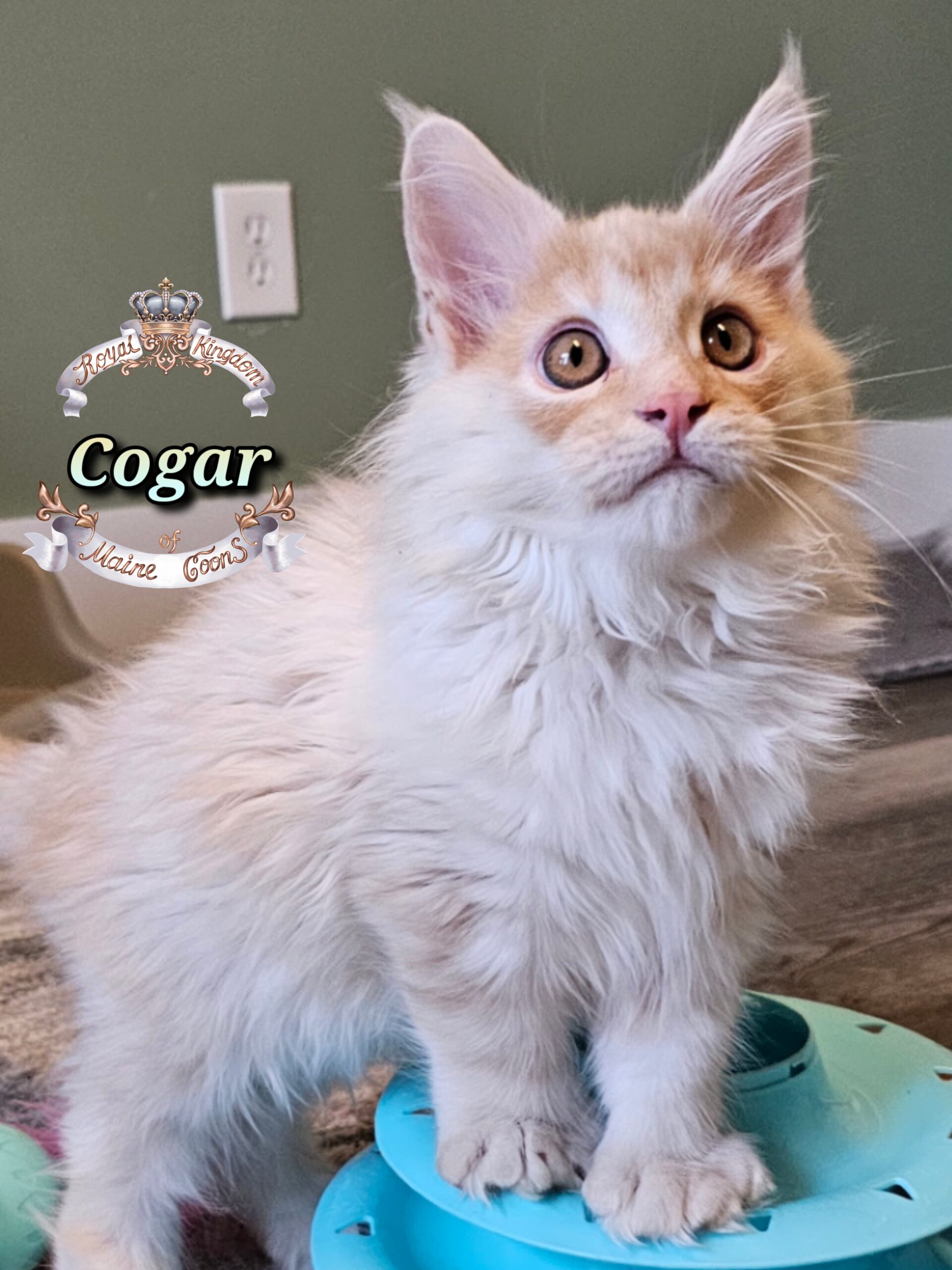 photocollage_20251128203845792