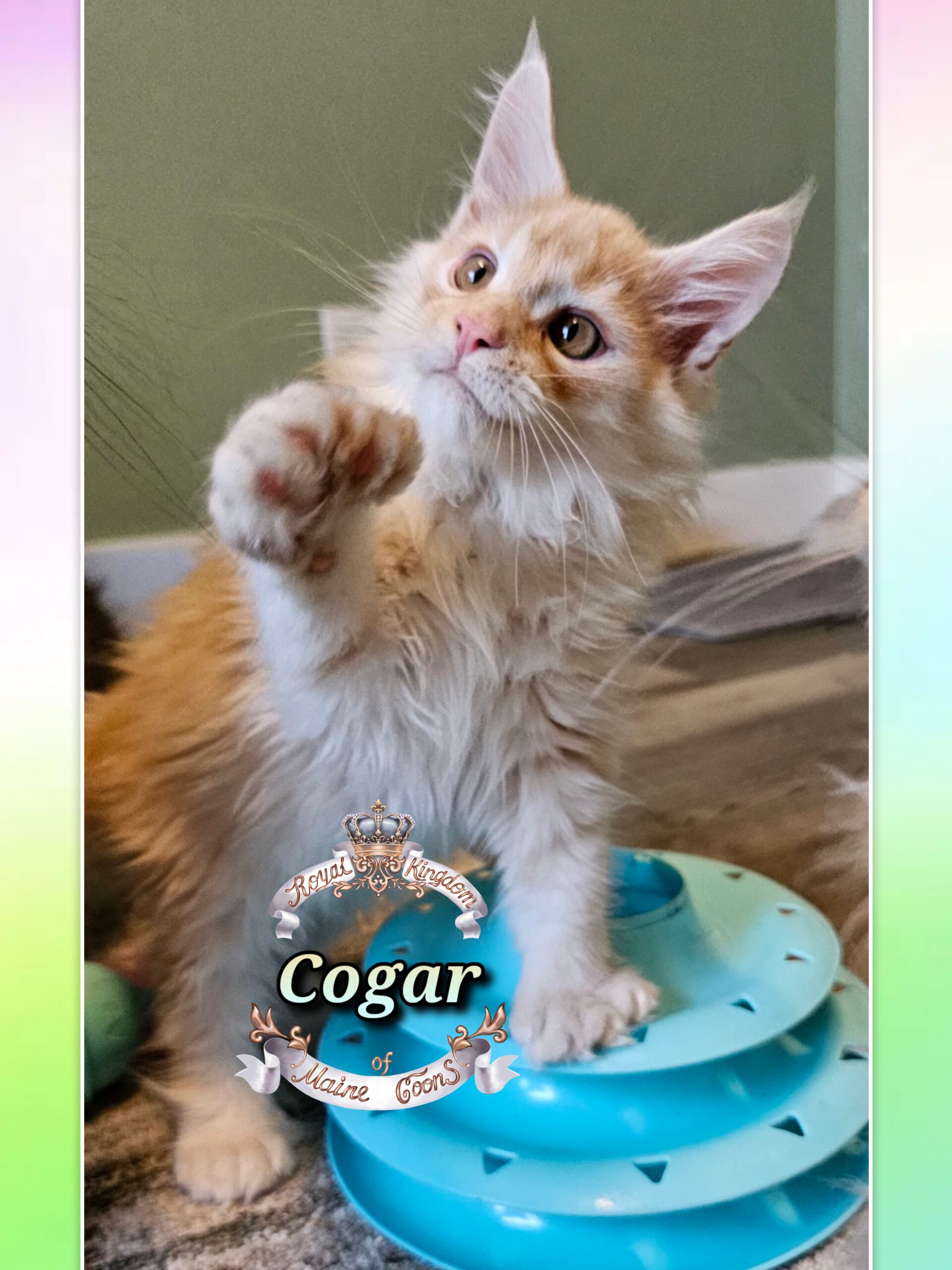 photocollage_20251128203917485