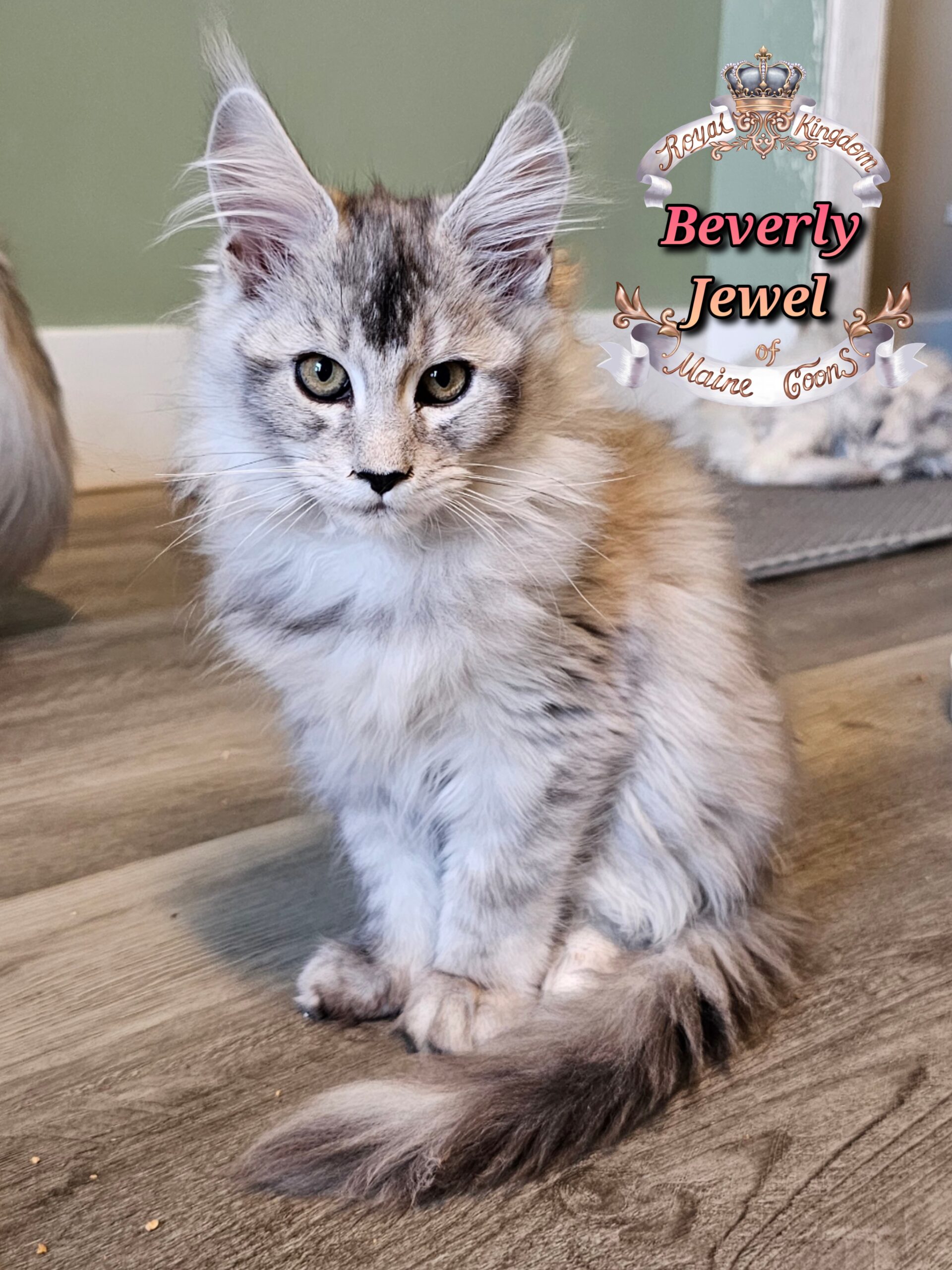 photocollage_20251128204418917