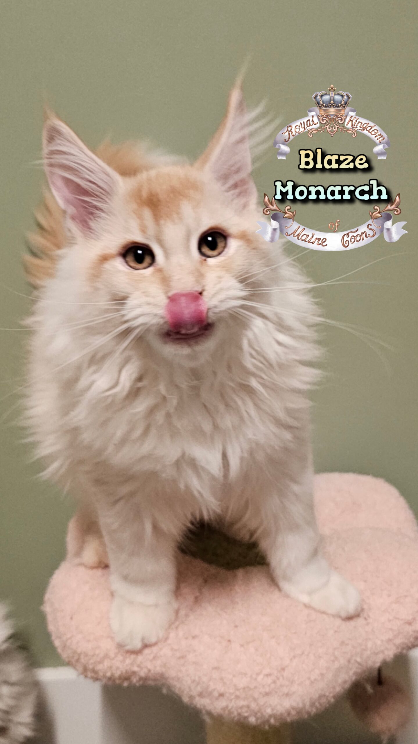 photocollage_202512312640190